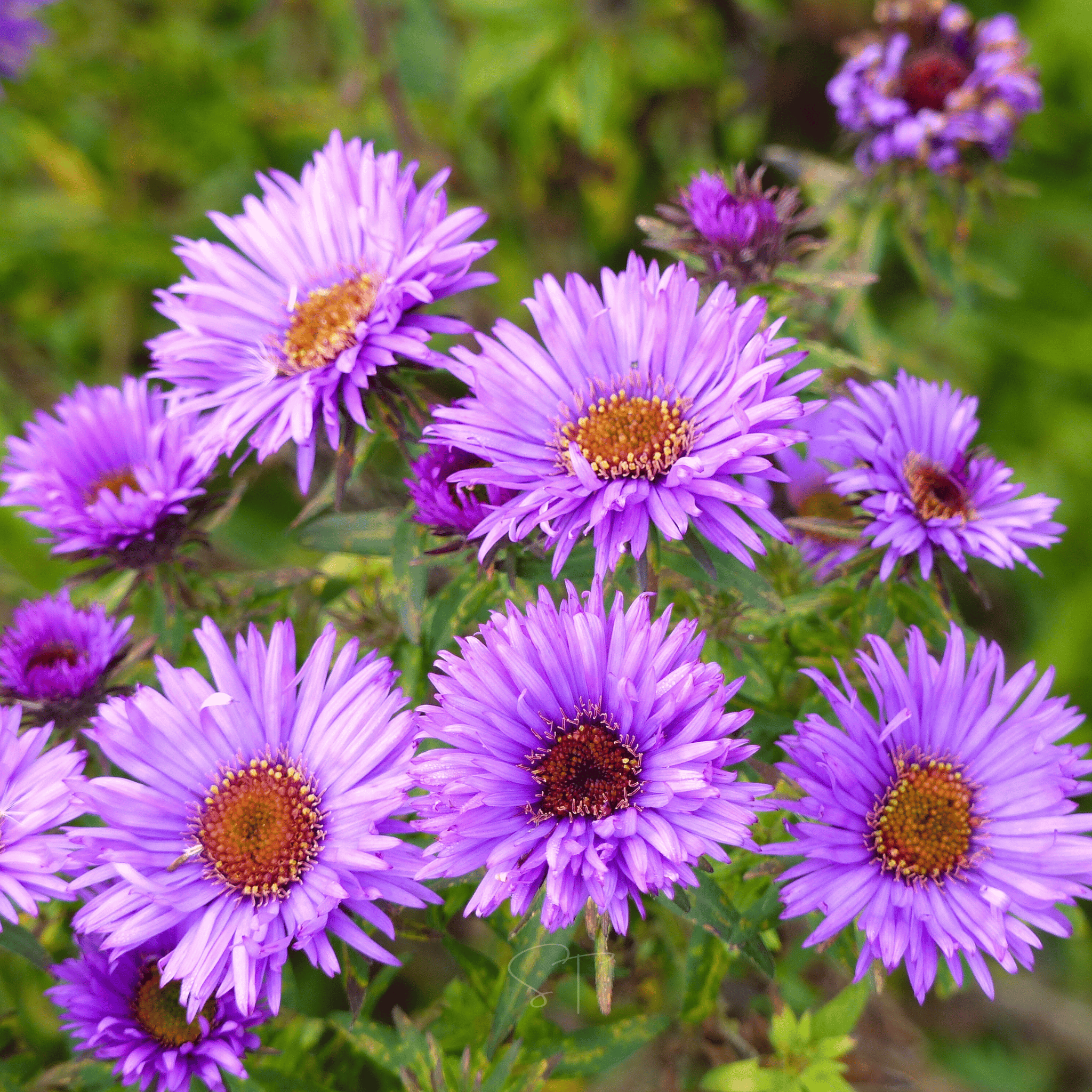 New England Aster – 200 Seeds