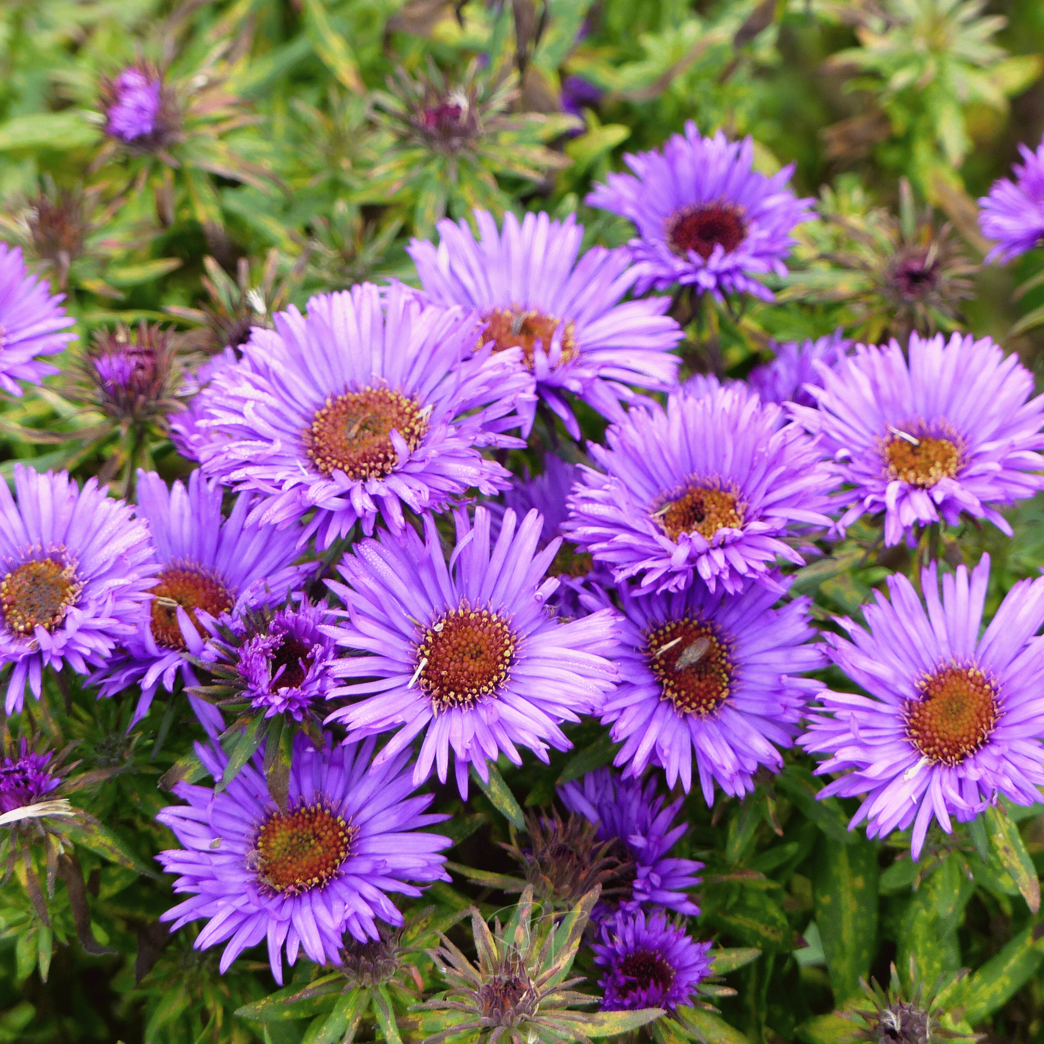 New England Aster – 200 Seeds