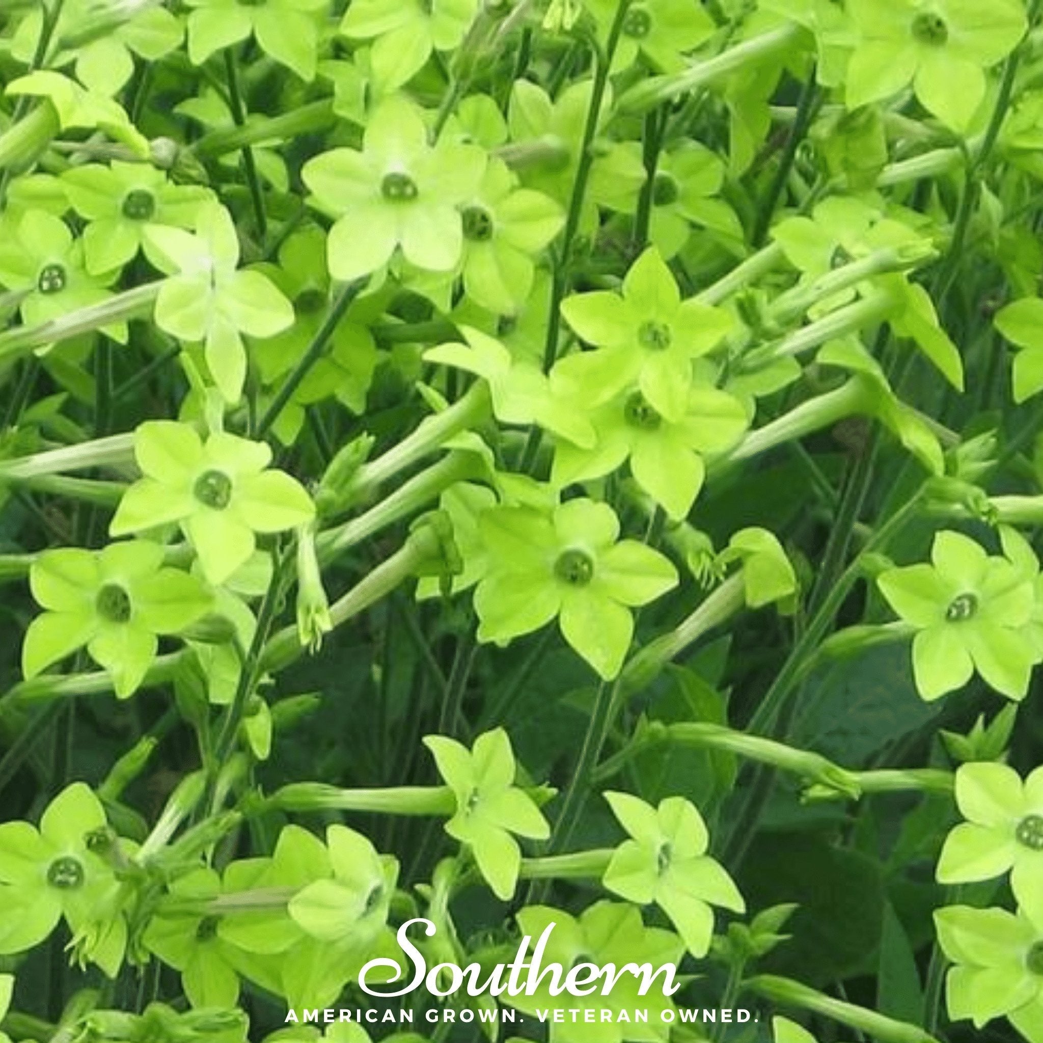 Lime Green Nicotiana – 100 Seeds