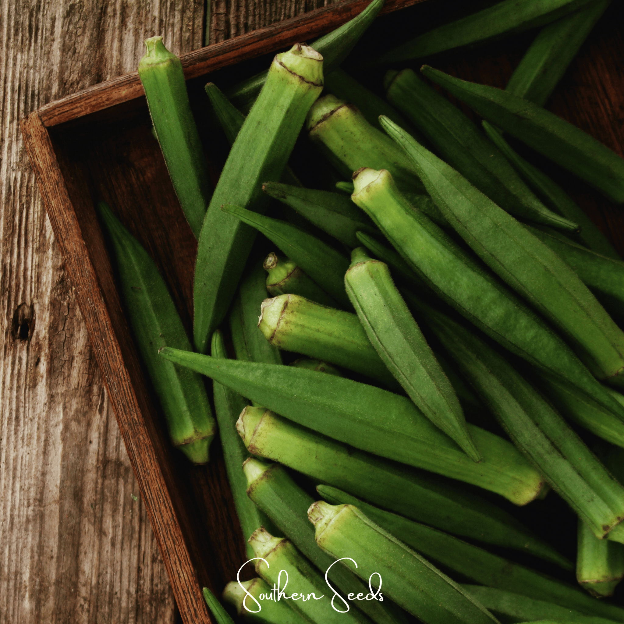 Jambalaya Okra – 50 Seeds