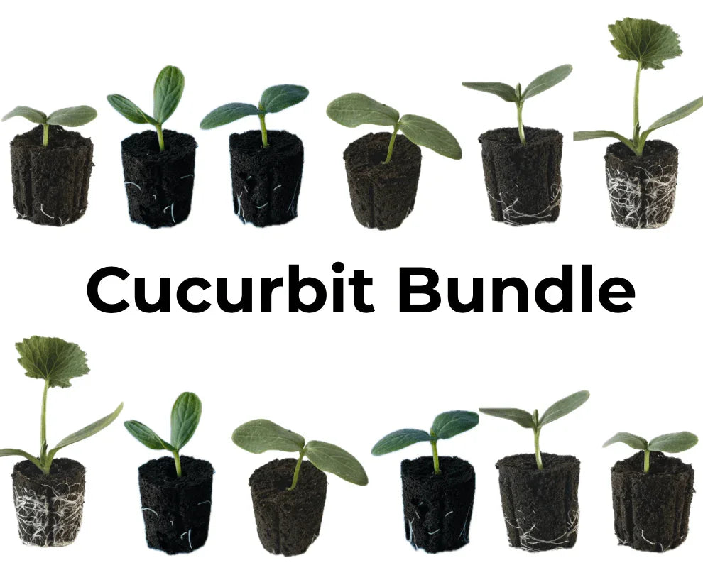 Olle Seedlings Cucurbit Bundle - Ollegardens