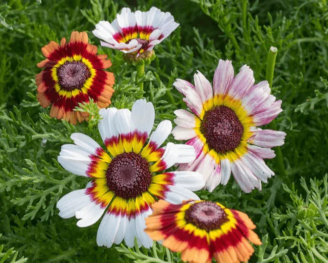 Olle Seedlings Flower Bundle - Ollegardens