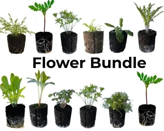 Olle Seedlings Flower Bundle - Ollegardens