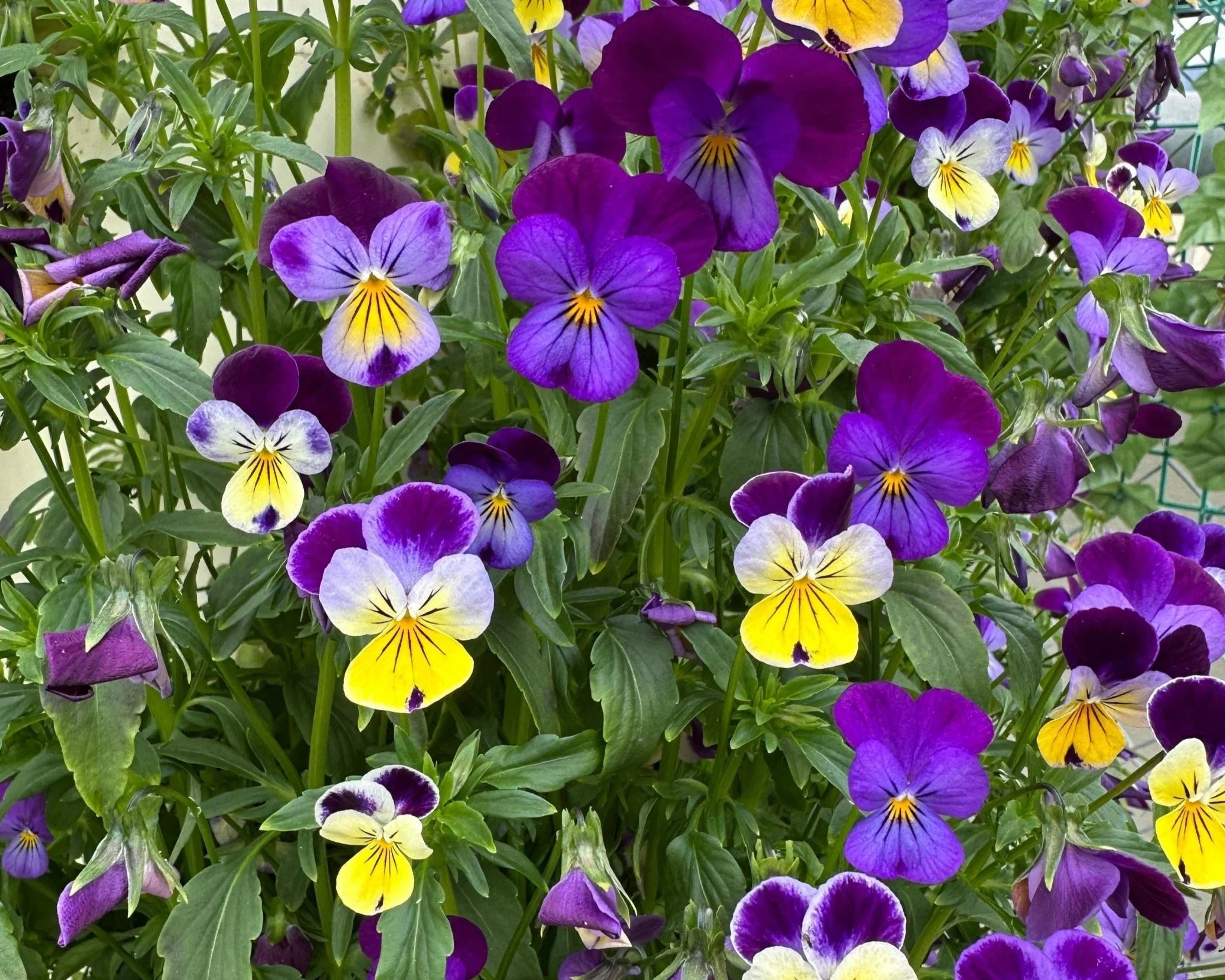 Olle Seedlings Flower Bundle - Ollegardens