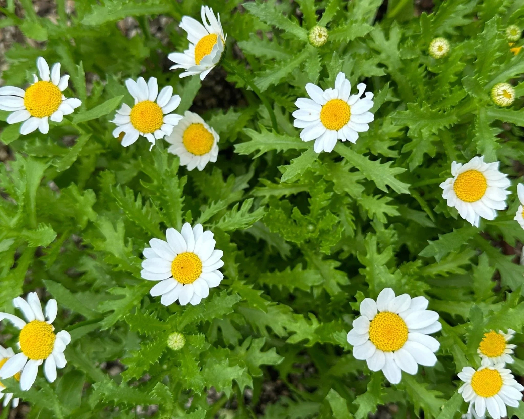 Olle Seedlings Flower Bundle - Ollegardens