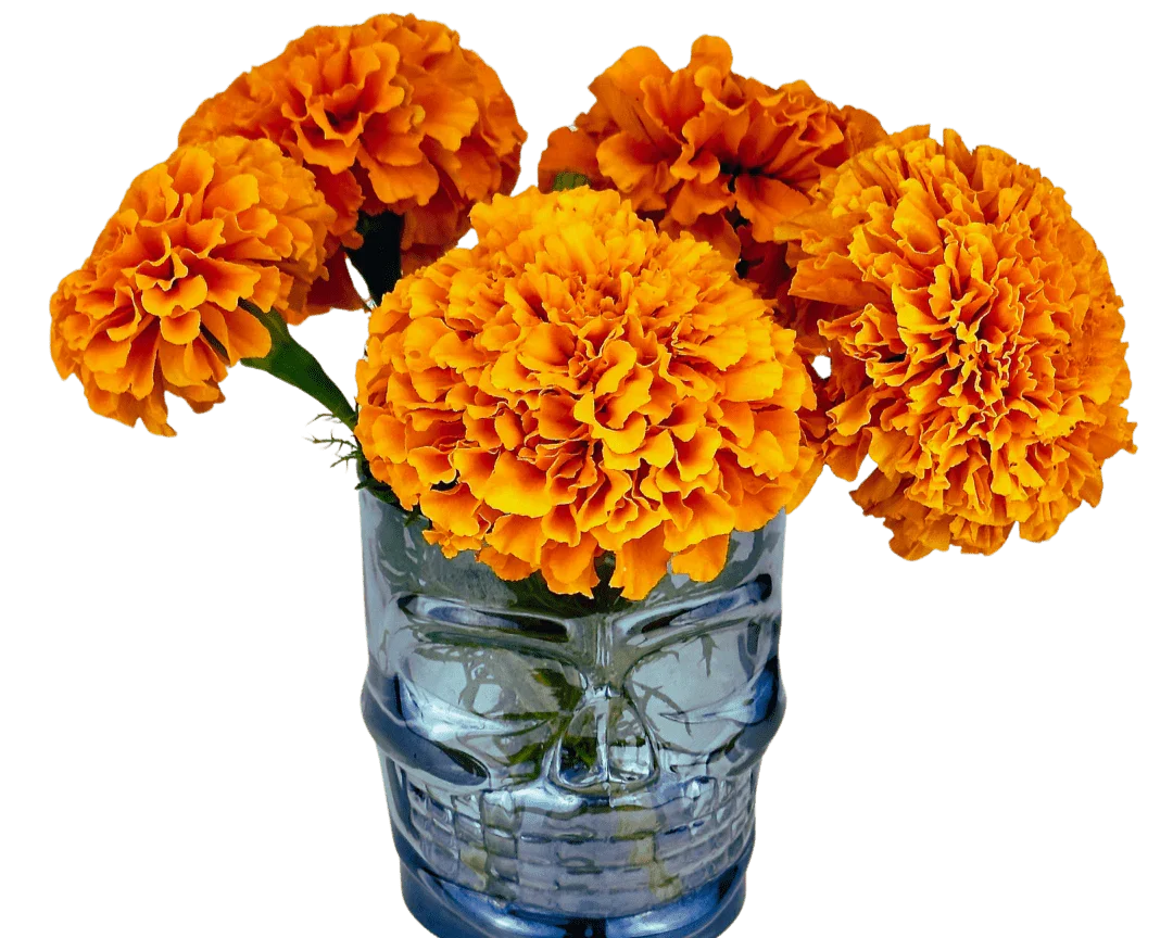 Olle Seedlings Flower Bundle - Ollegardens