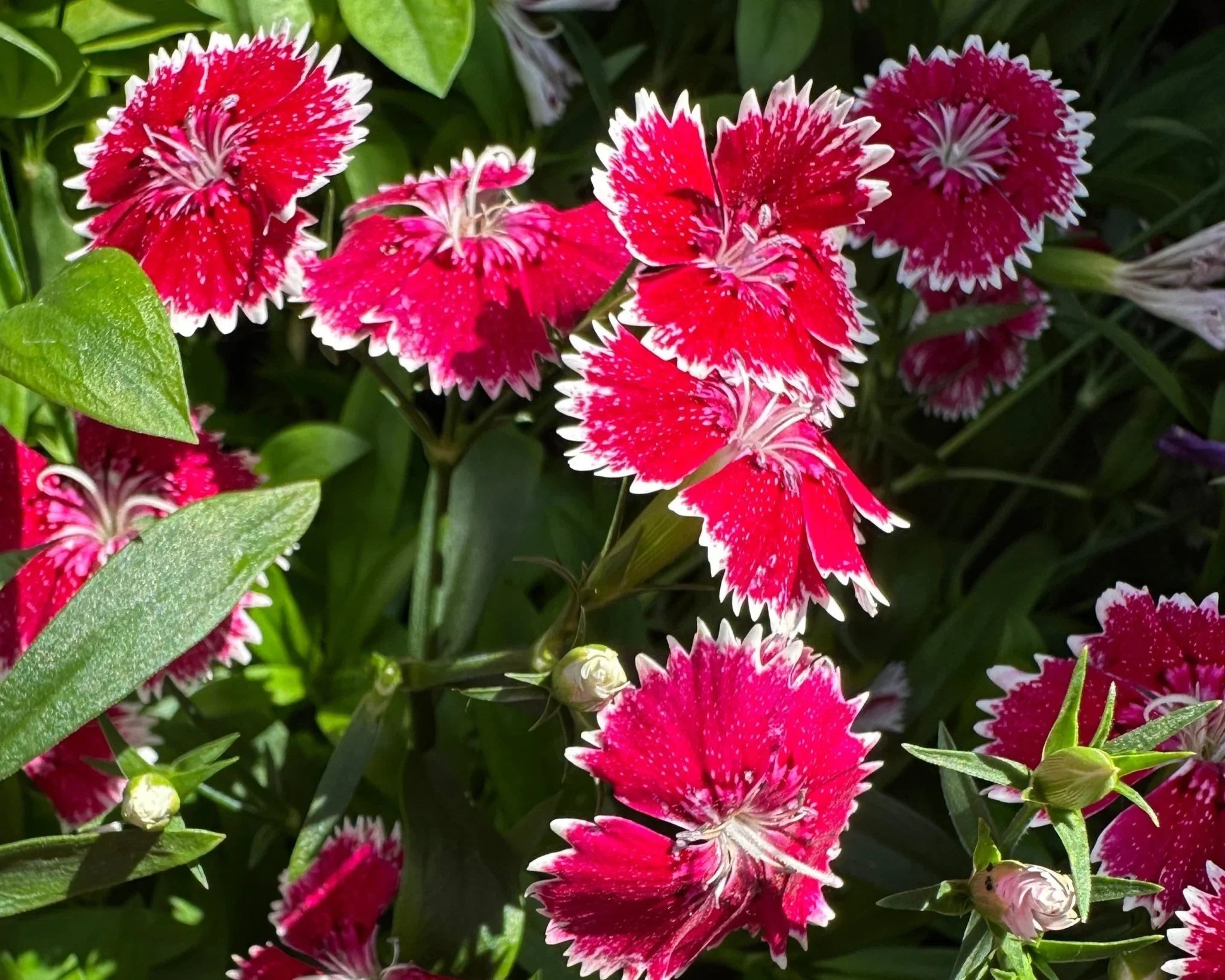 Olle Seedlings Flower Bundle - Ollegardens