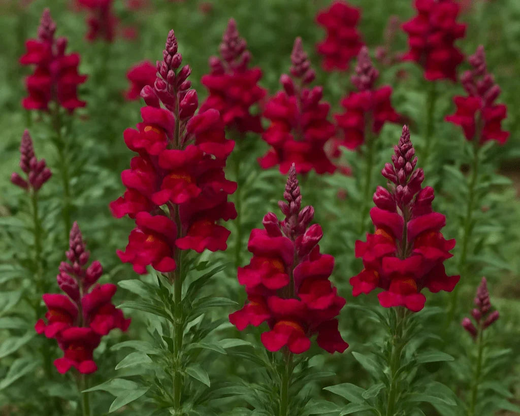 Olle Seedlings Flower Bundle - Ollegardens