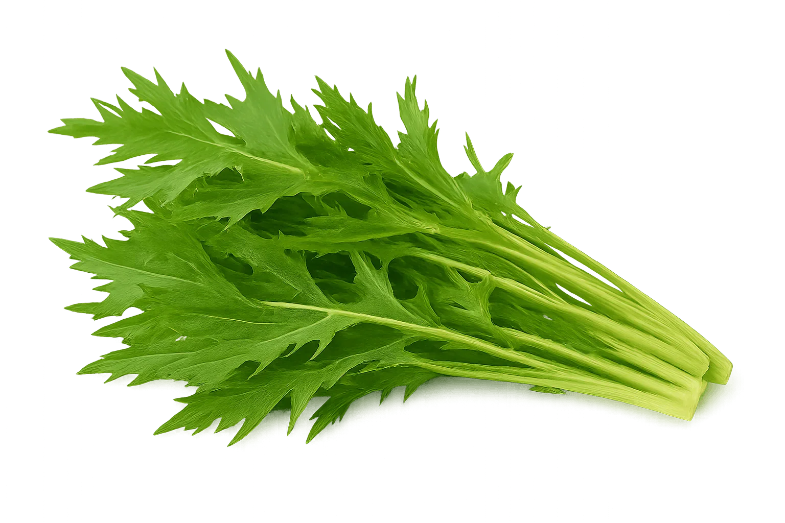 Olle Seedlings Greens Bundle - Ollegardens
