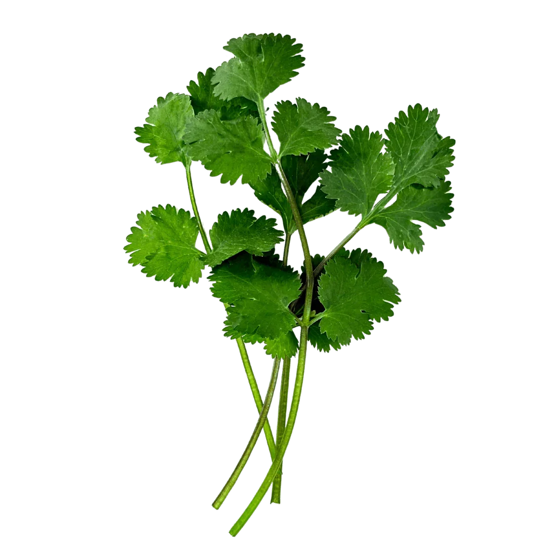 Olle Seedlings Herb Bundle - Ollegardens