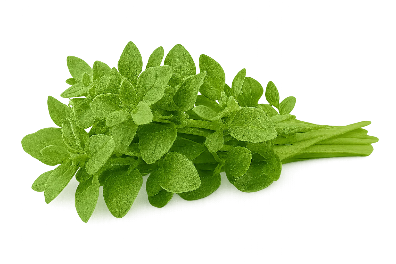 Olle Seedlings Herb Bundle - Ollegardens
