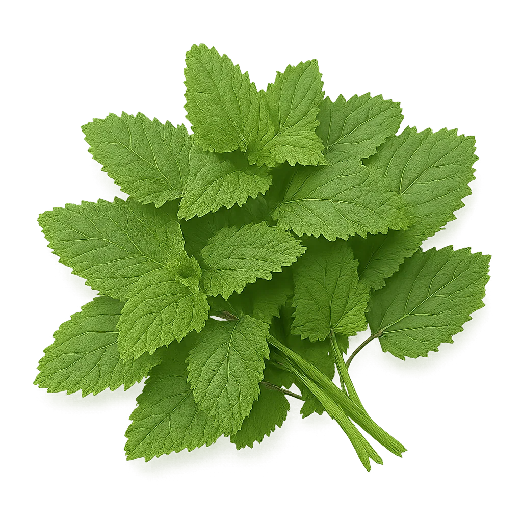 Olle Seedlings Herb Bundle - Ollegardens