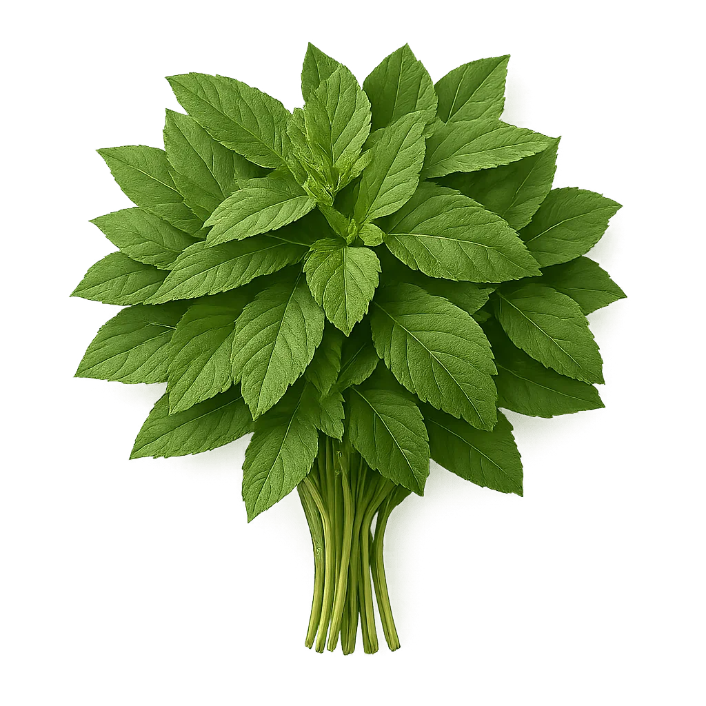 Olle Seedlings Herb Bundle - Ollegardens