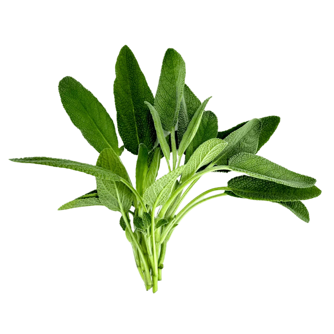 Olle Seedlings Herb Bundle - Ollegardens