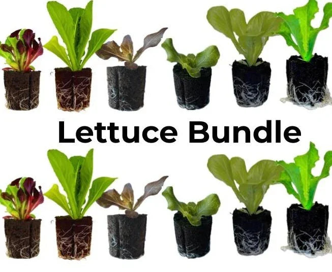 Olle Seedlings Lettuce Bundle - Ollegardens