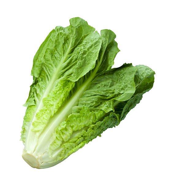 Olle Seedlings Lettuce Bundle - Ollegardens