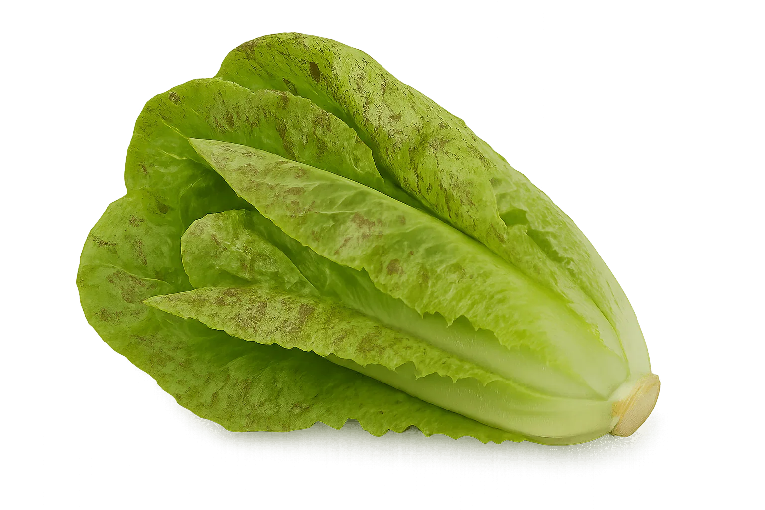 Olle Seedlings Lettuce Bundle - Ollegardens
