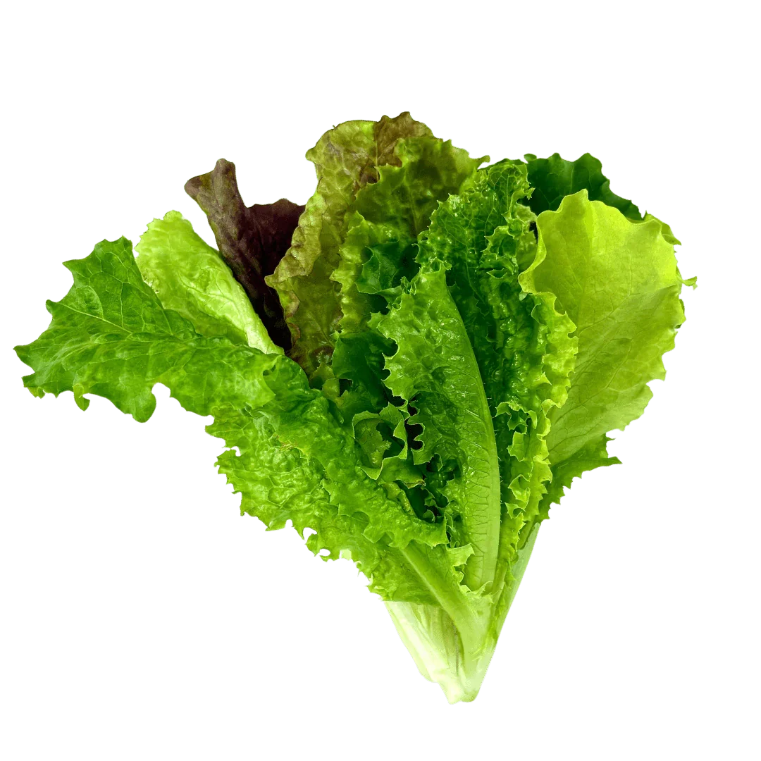 Olle Seedlings Lettuce Bundle - Ollegardens