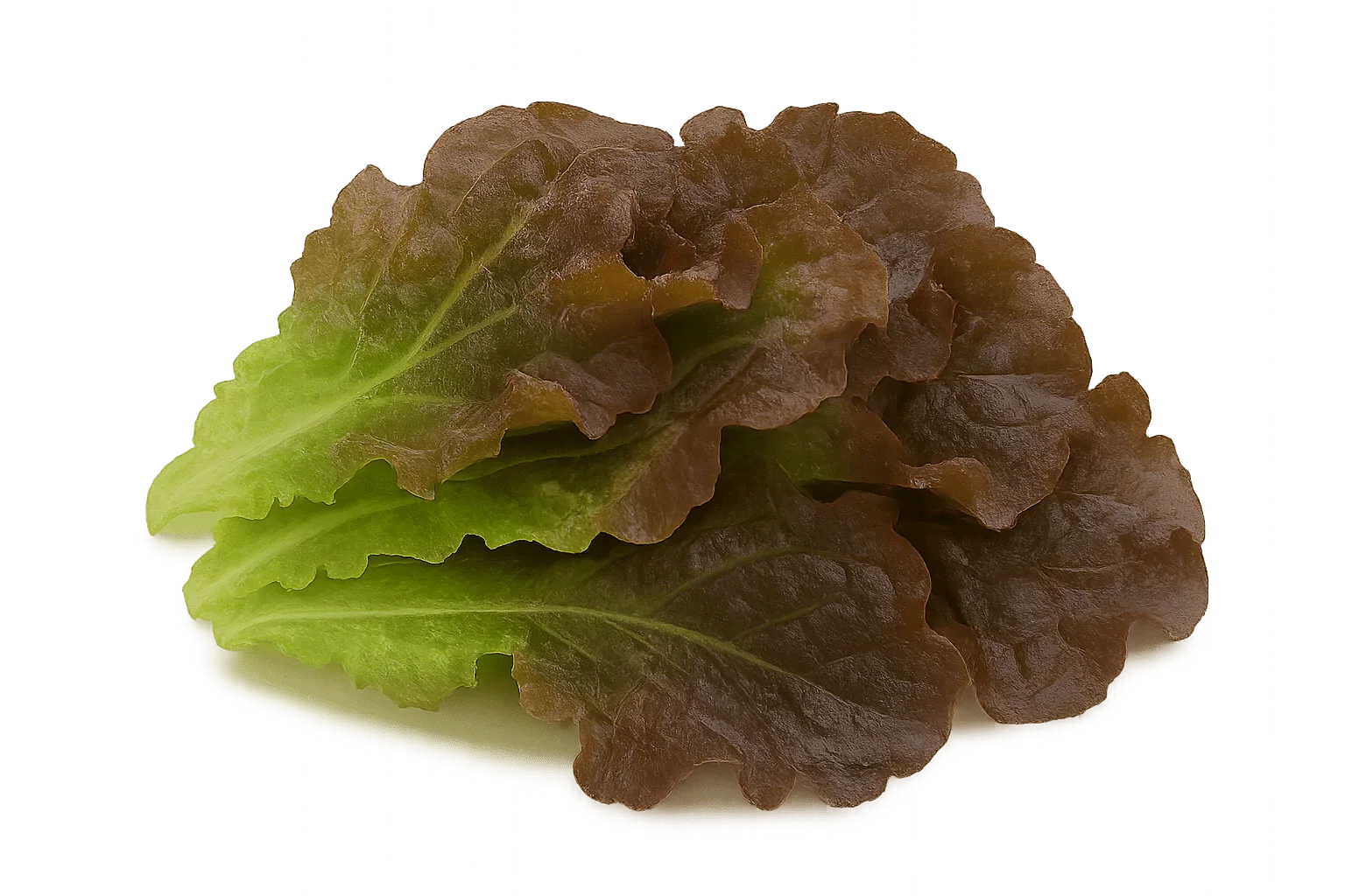 Olle Seedlings Lettuce Bundle - Ollegardens