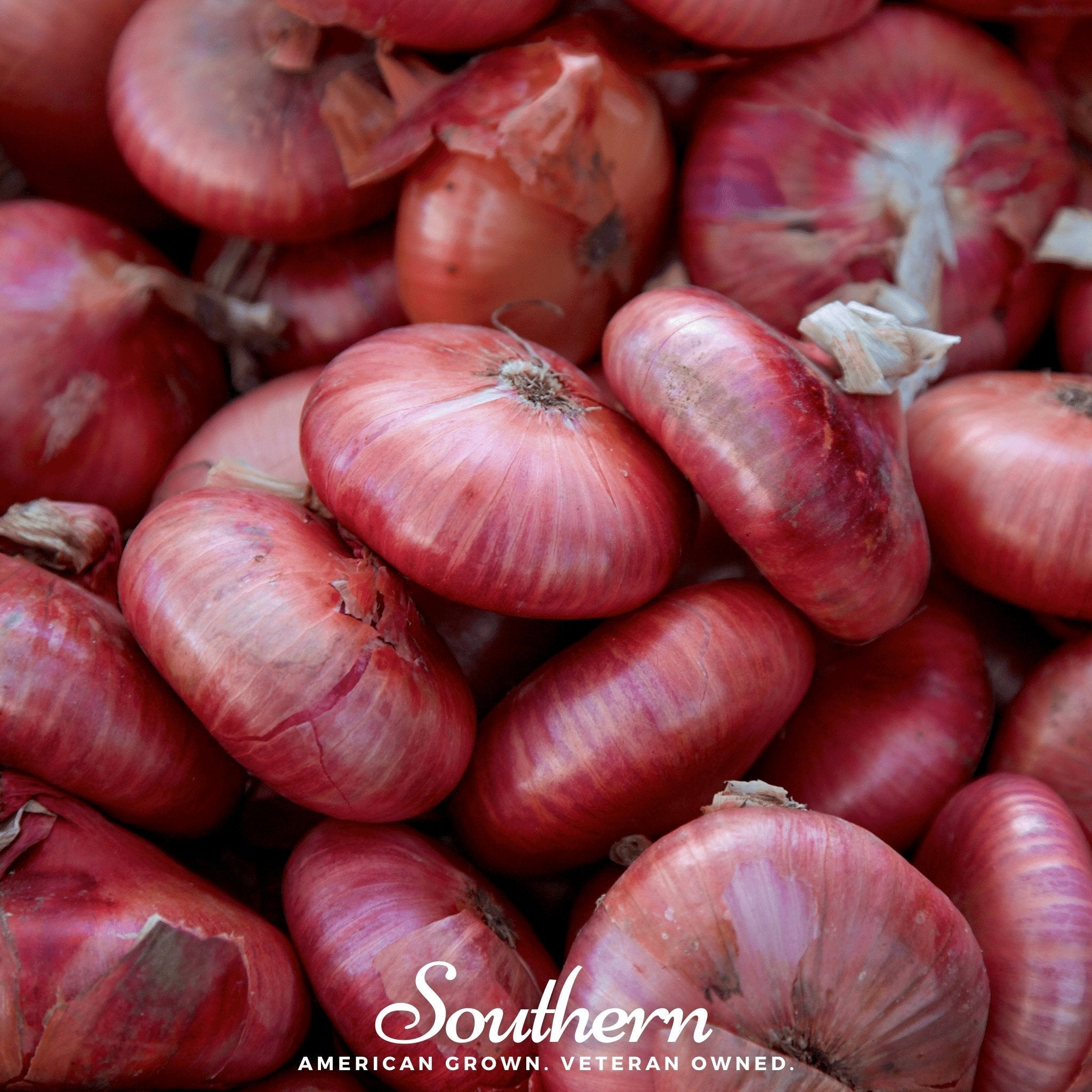 Cipollini Red Onion – 100 Seeds