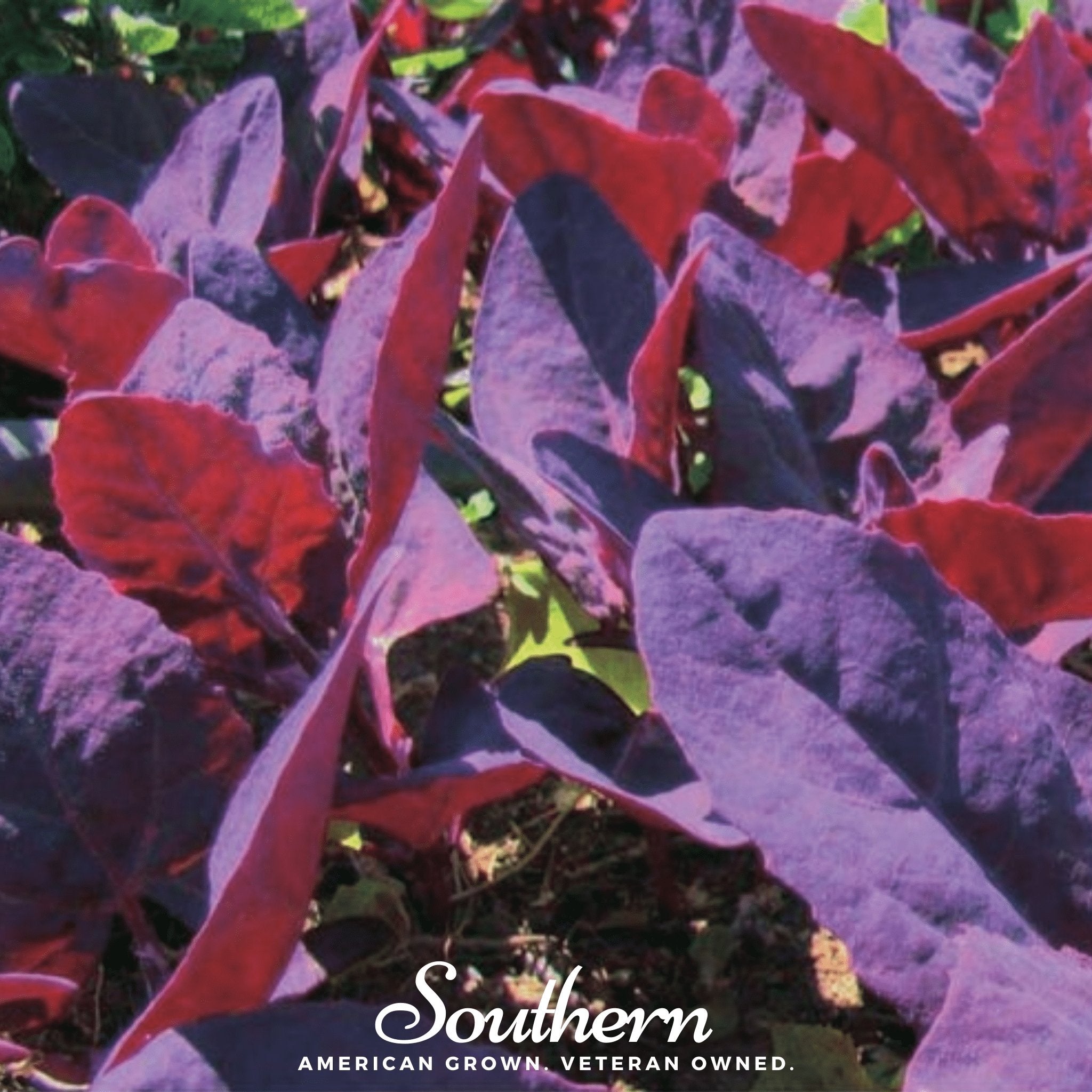 Ruby Red Orach – 25 Seeds