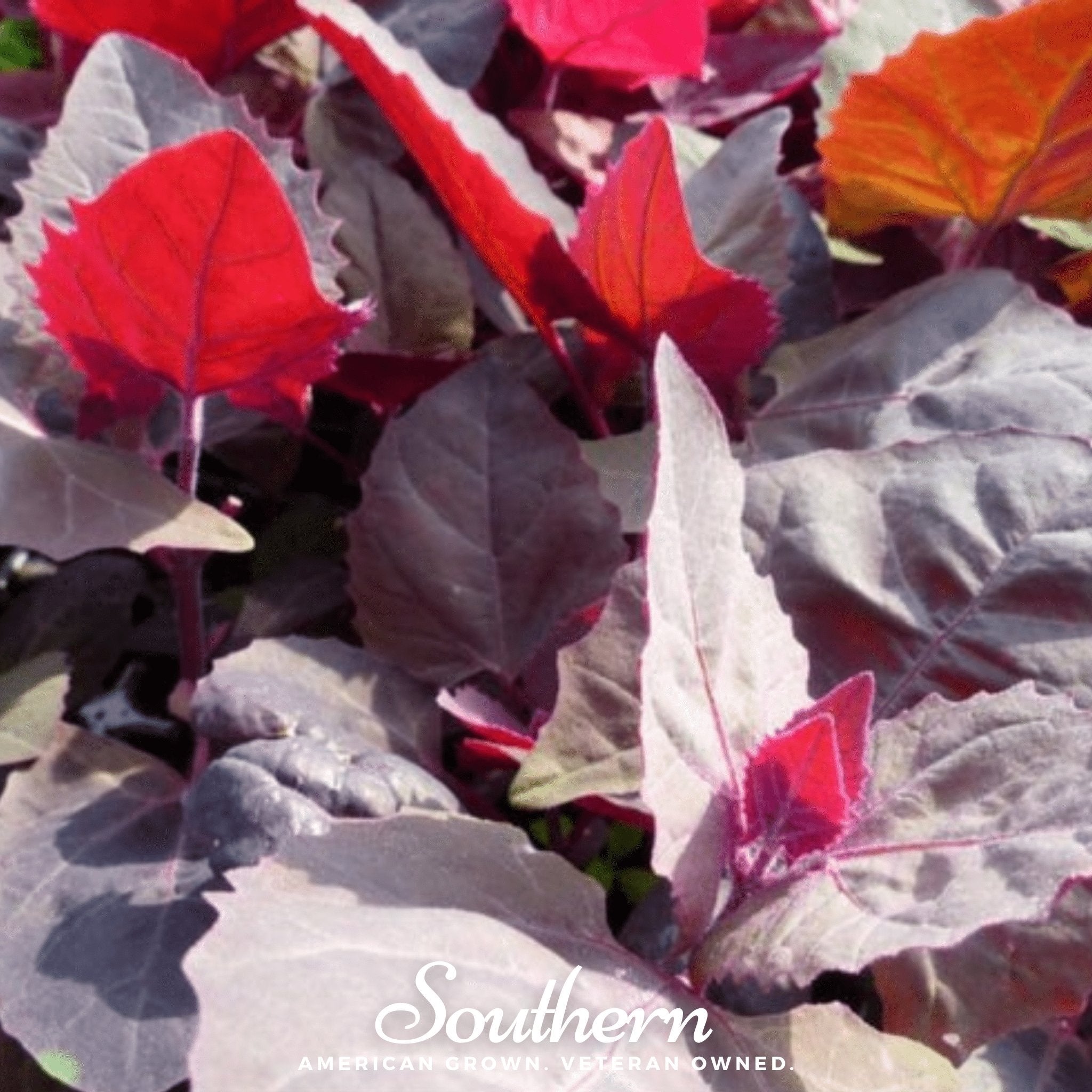 Ruby Red Orach – 25 Seeds
