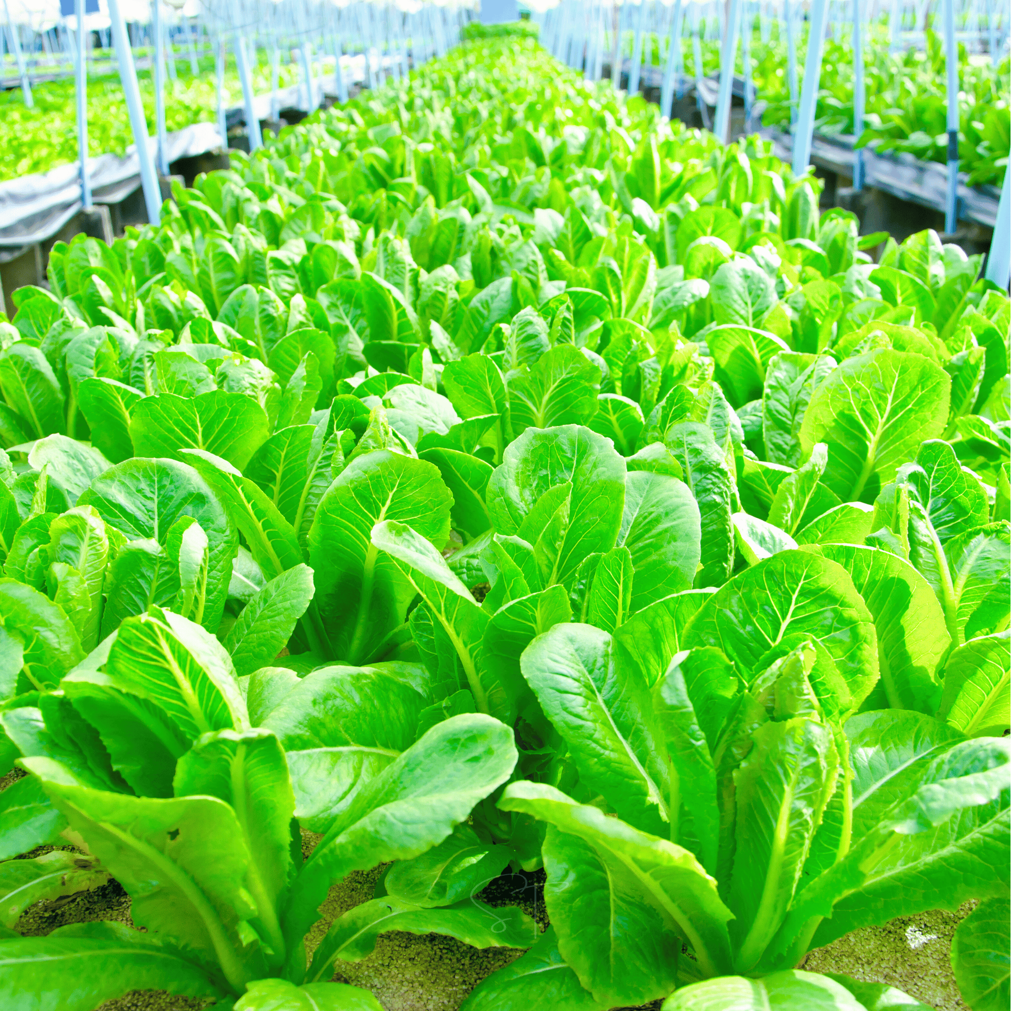 Parris Island Cos Lettuce – 500 Seeds