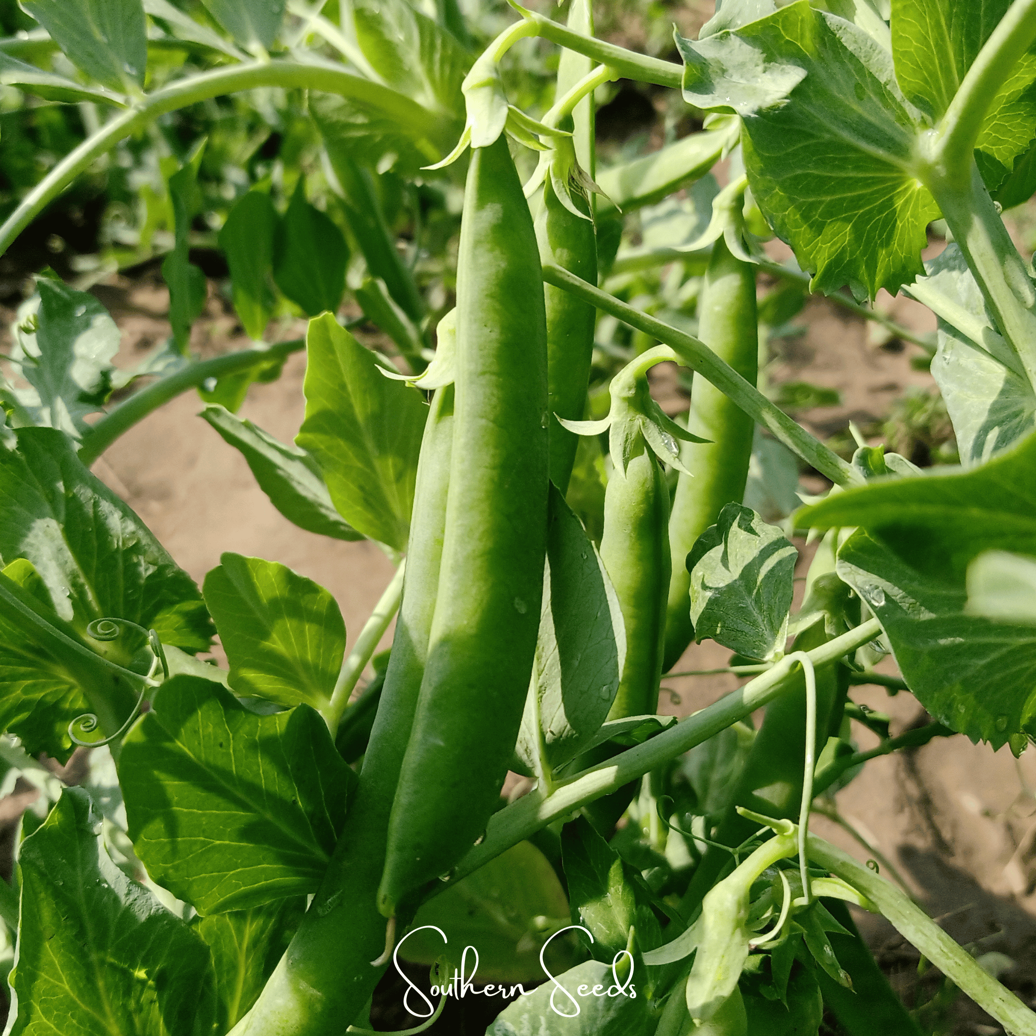 Early Frosty Peas – 25 Seeds