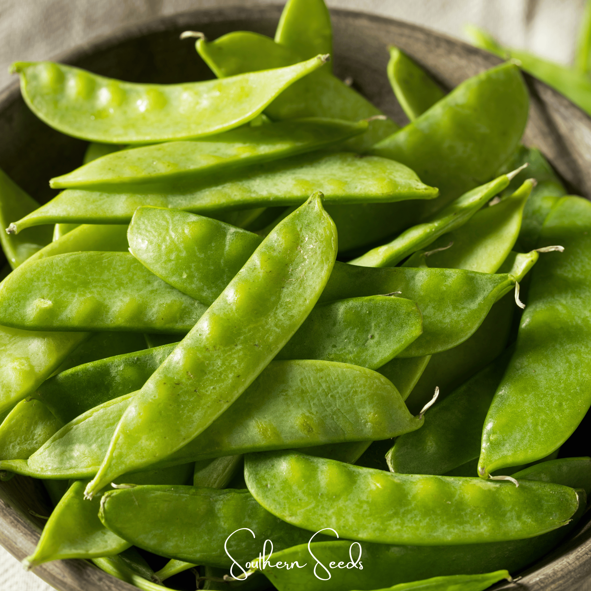 Oregon Sugar II Snow Peas – 25 Seeds