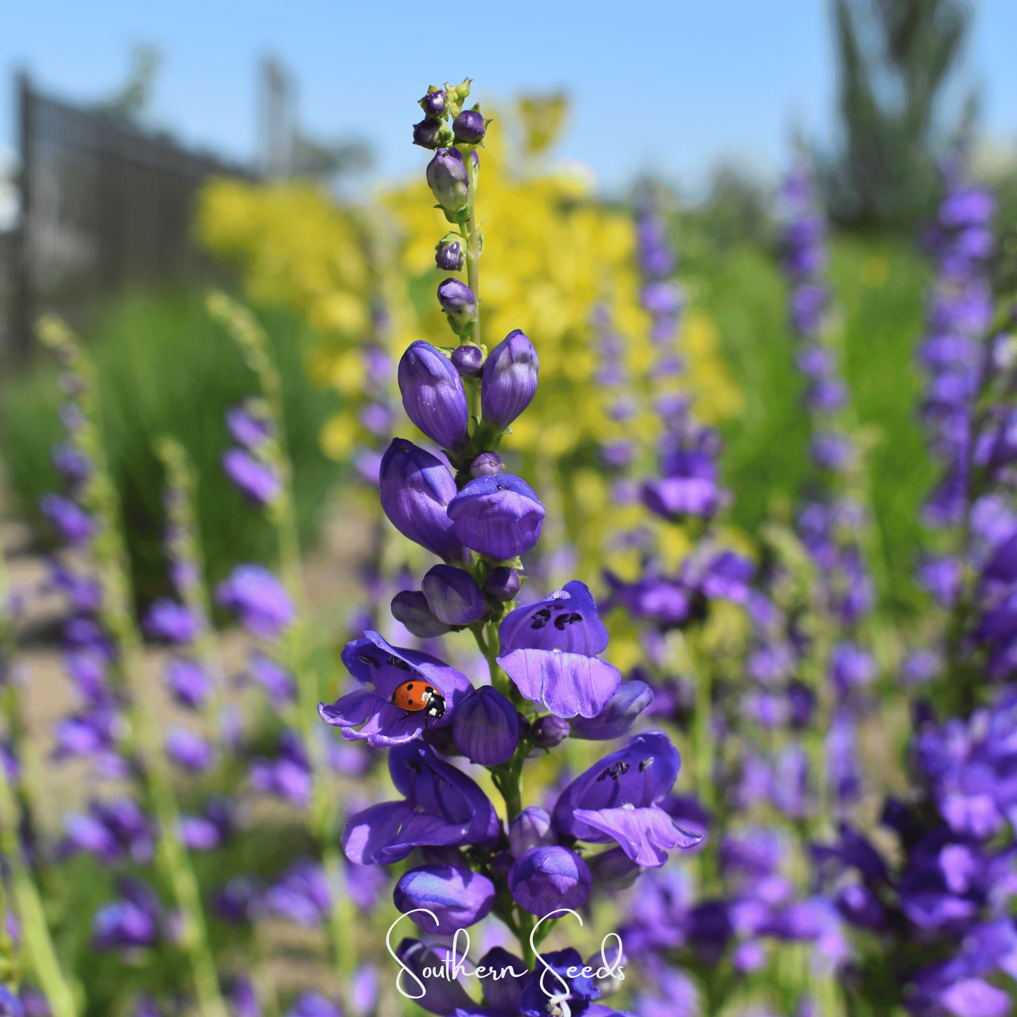 Rocky Mountain Penstemon – 100 Seeds