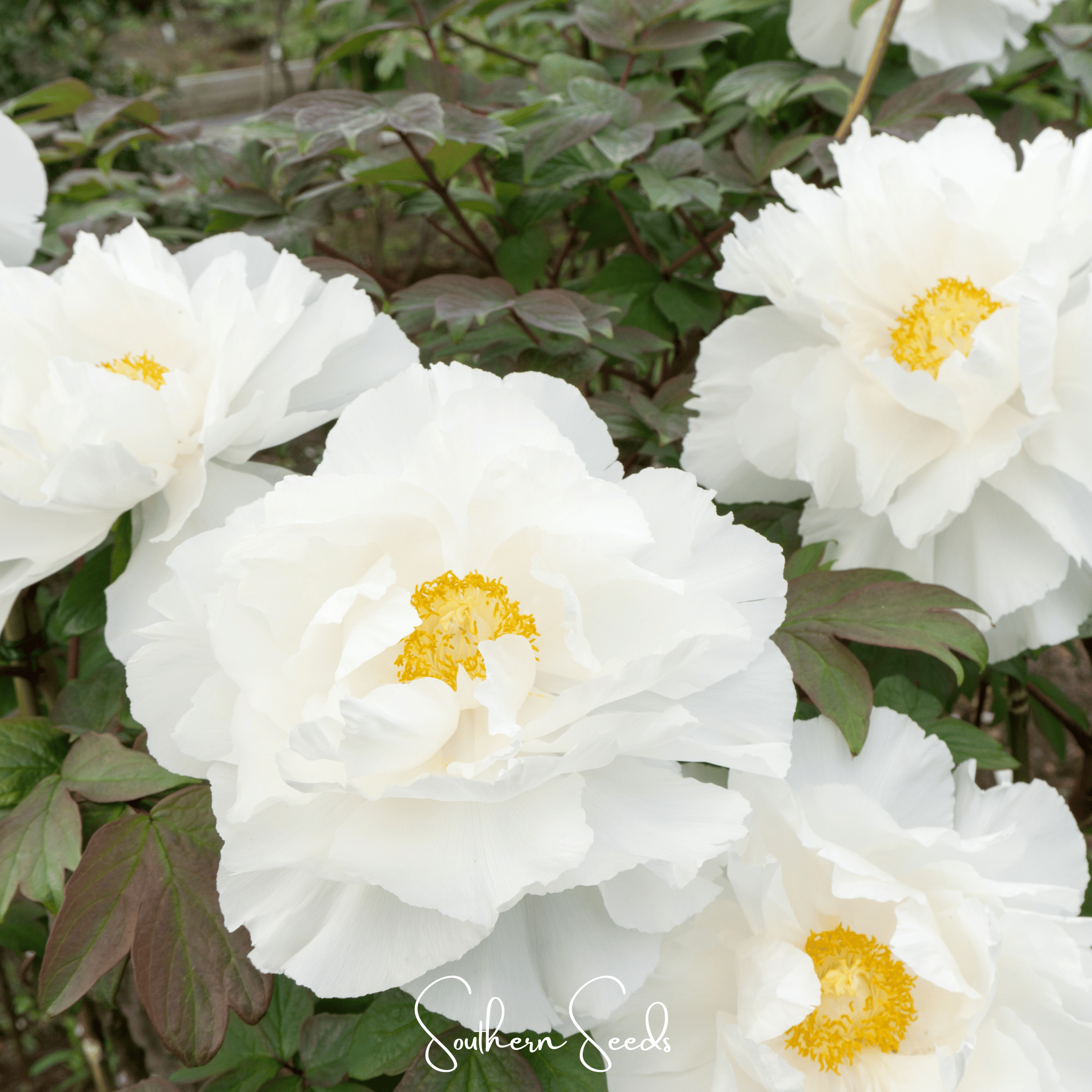 Moutan Peony Tree – 10 Seeds