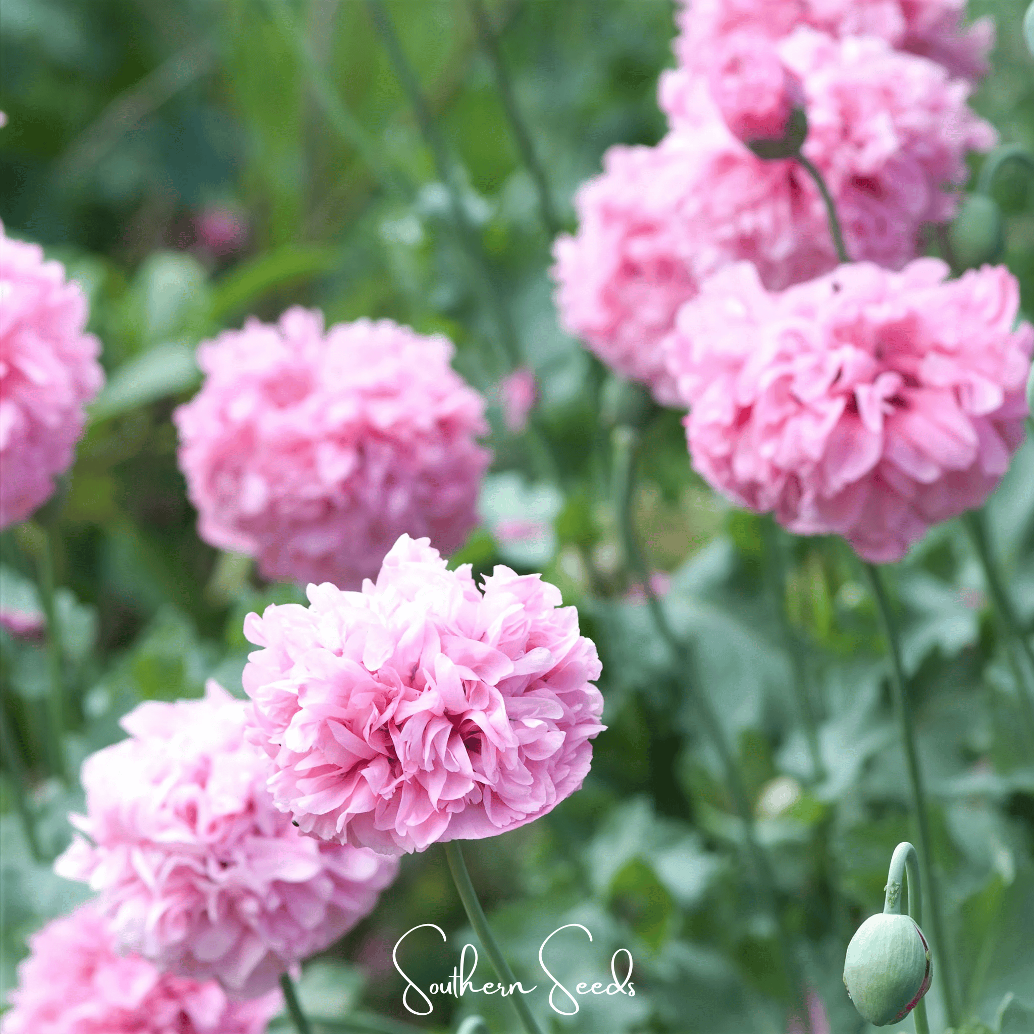 Pale Rose Peony Poppy – 100 Seeds