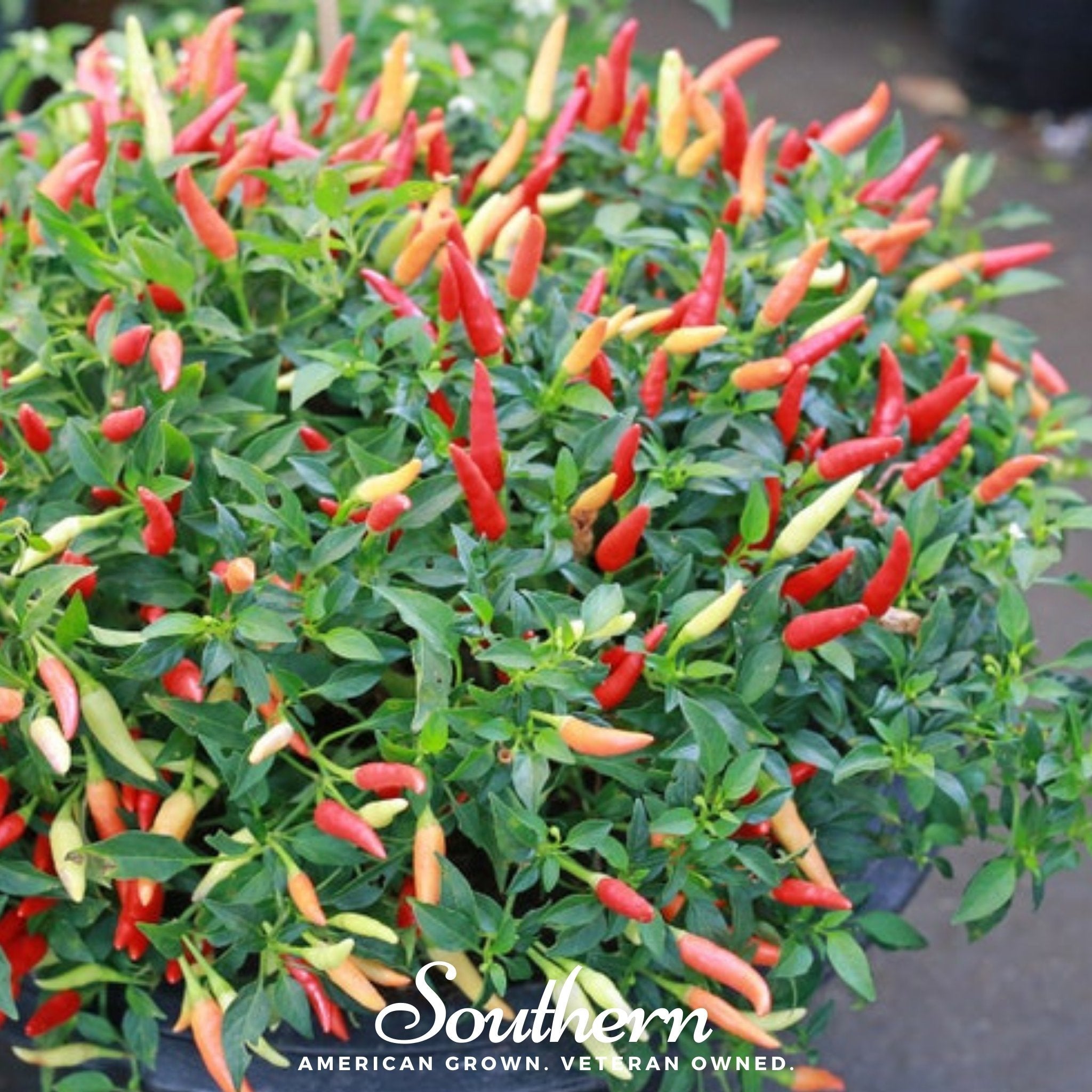 Birds Eye Chili Pepper – 30 Seeds