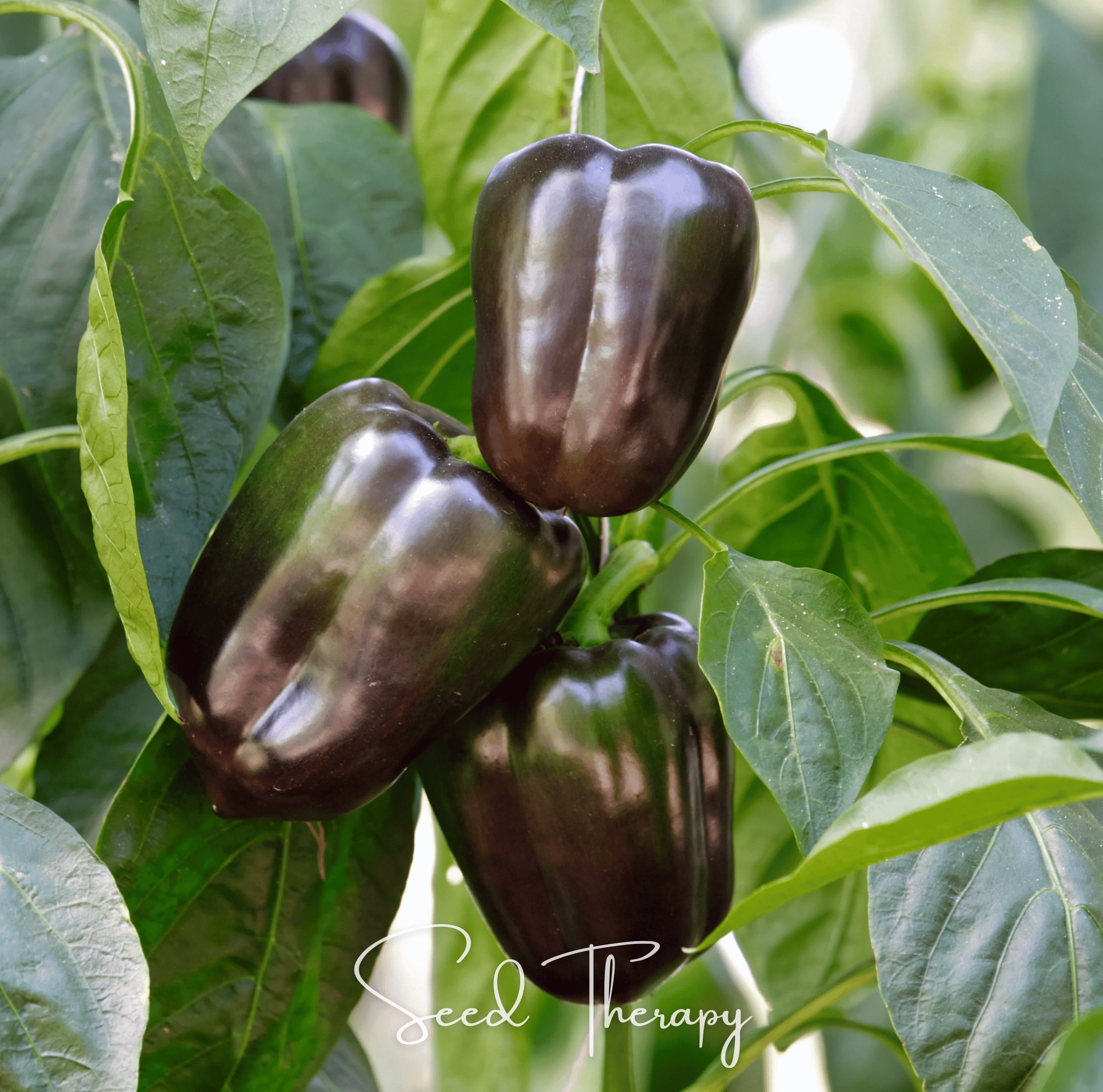 Chocolate Beauty Bell Pepper – 30 Seeds