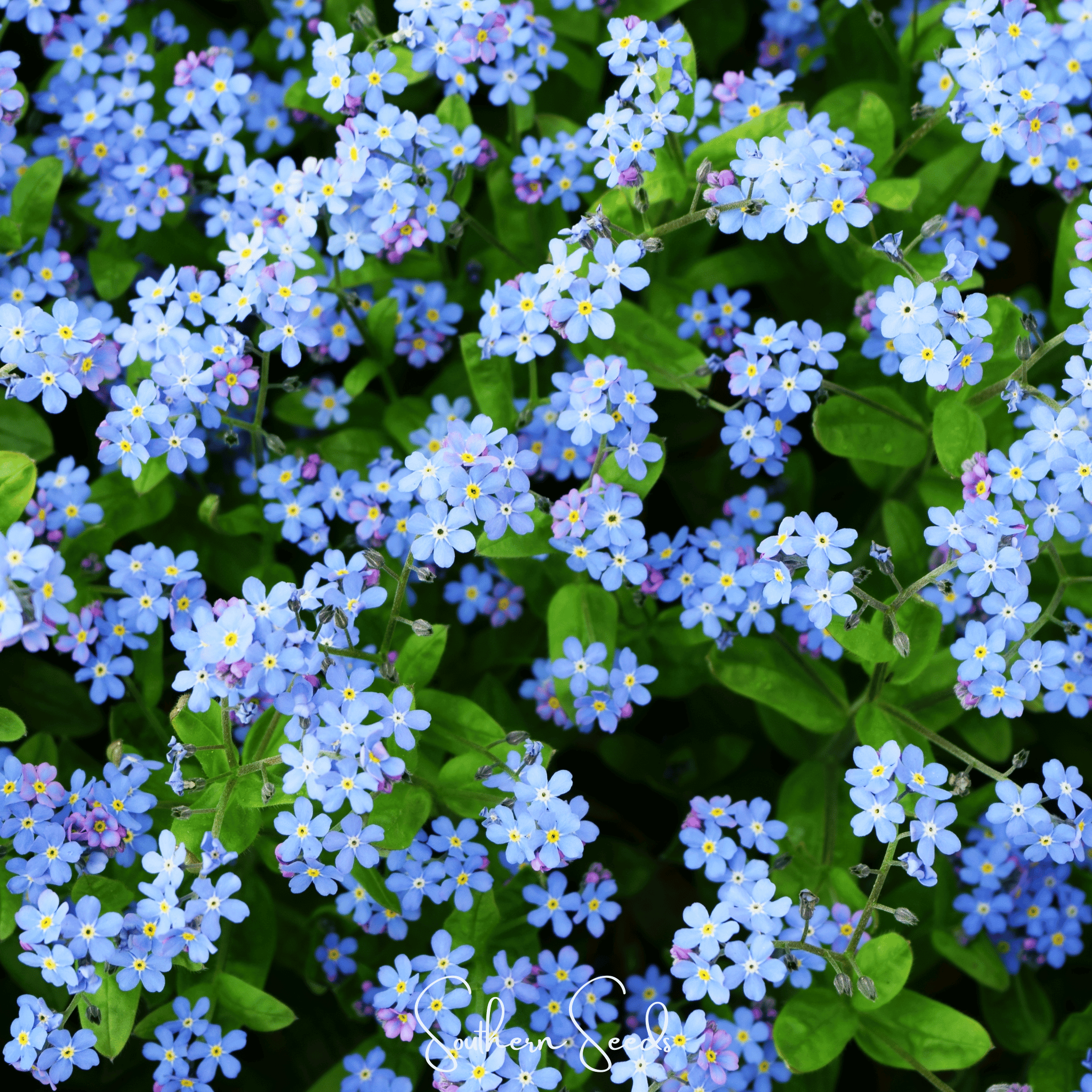 Pixie Patch Seed Collection – 10 Enchanted Varieties