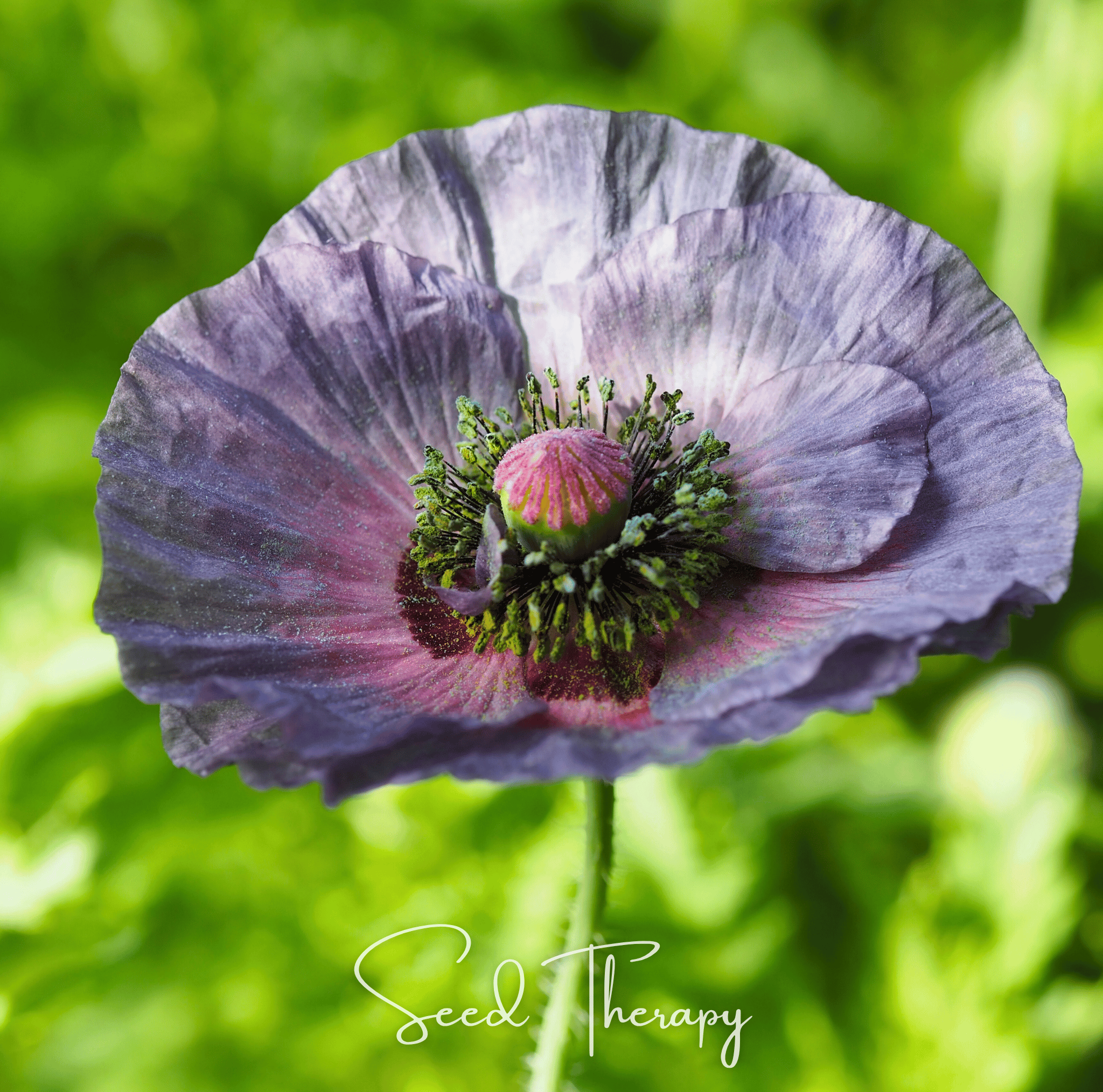 Amazing Grey Poppy – 25 Seeds
