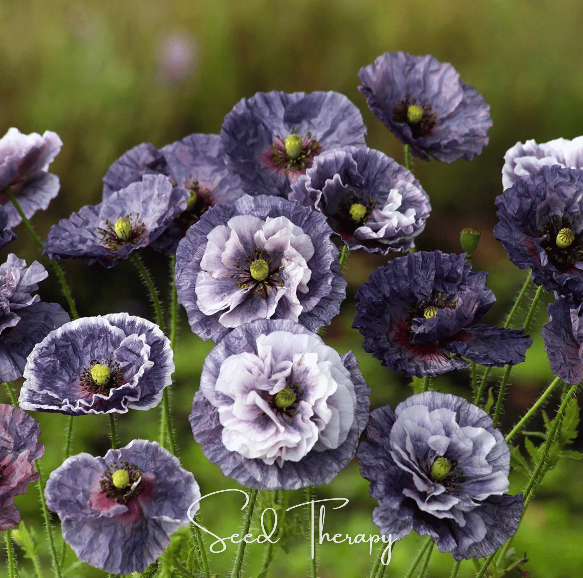 Amazing Grey Poppy – 25 Seeds