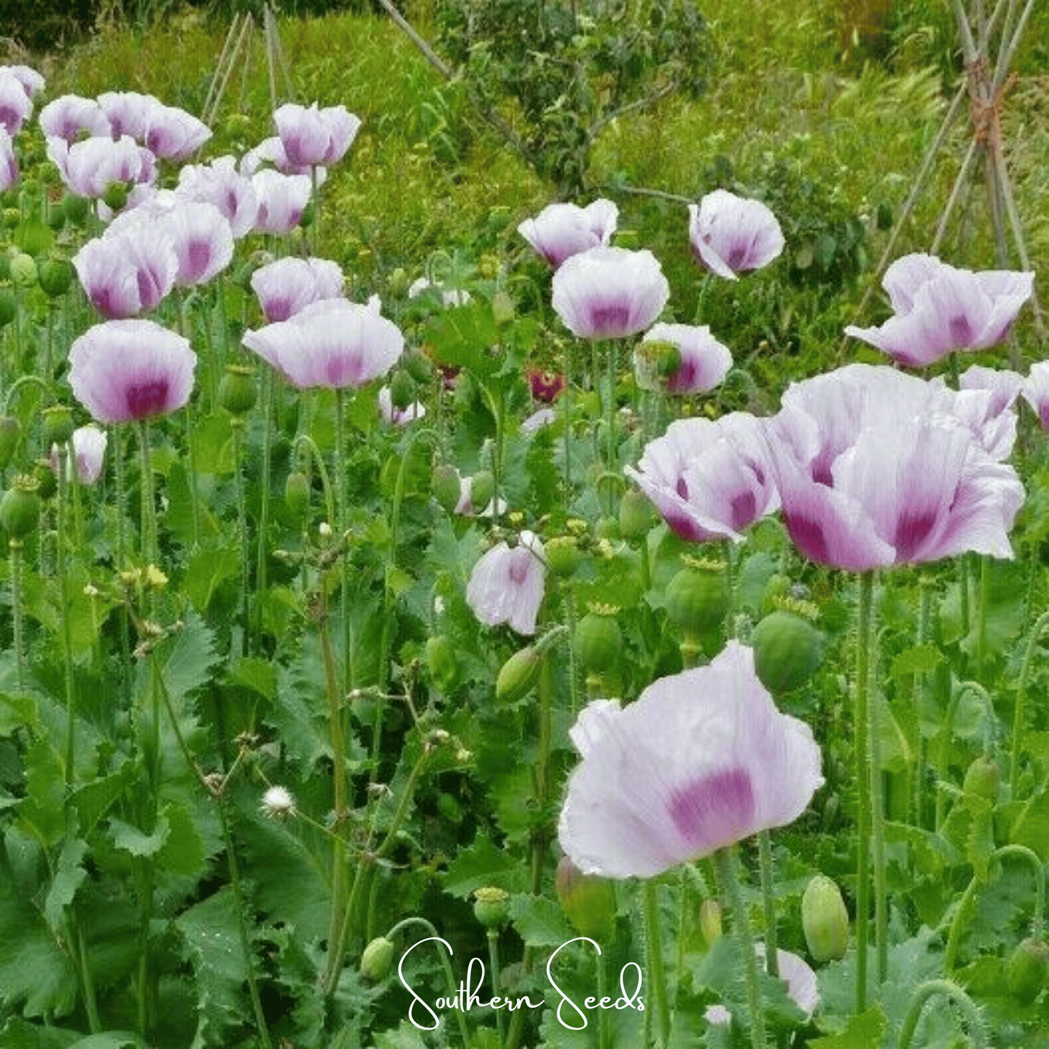 Blue Moon Poppy – 250 Seeds