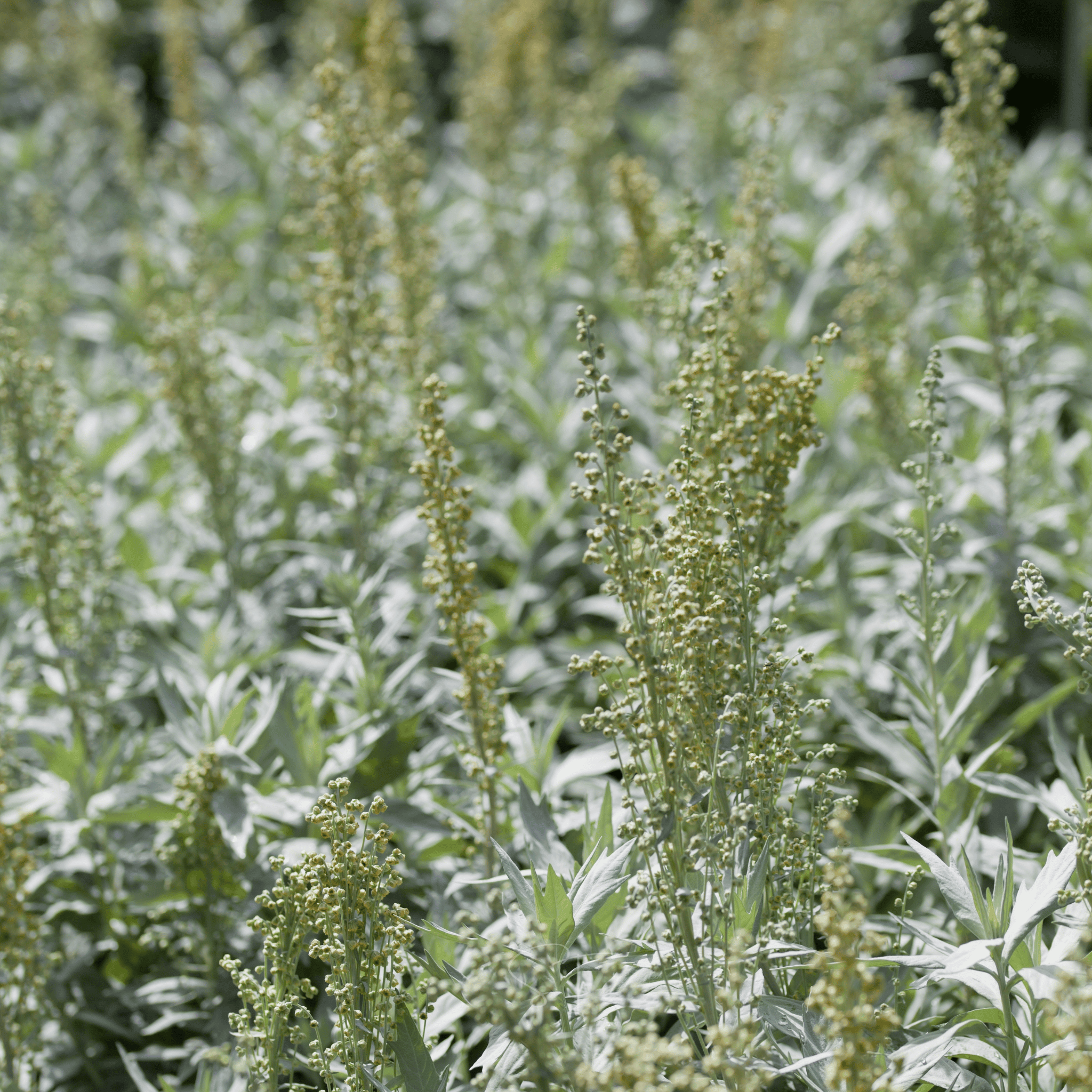 Prairie Sage – 100 Seeds