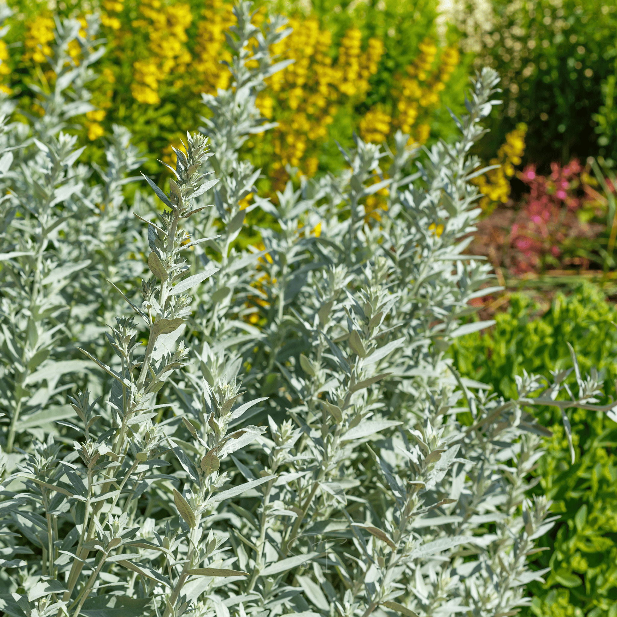 Prairie Sage – 100 Seeds