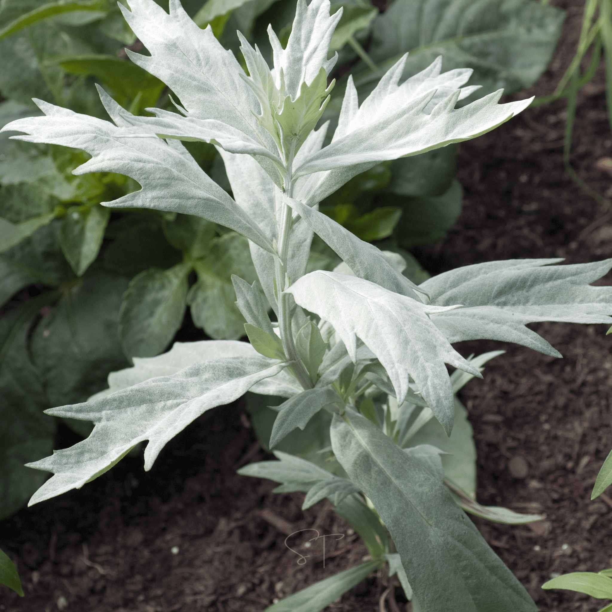 Prairie Sage – 100 Seeds