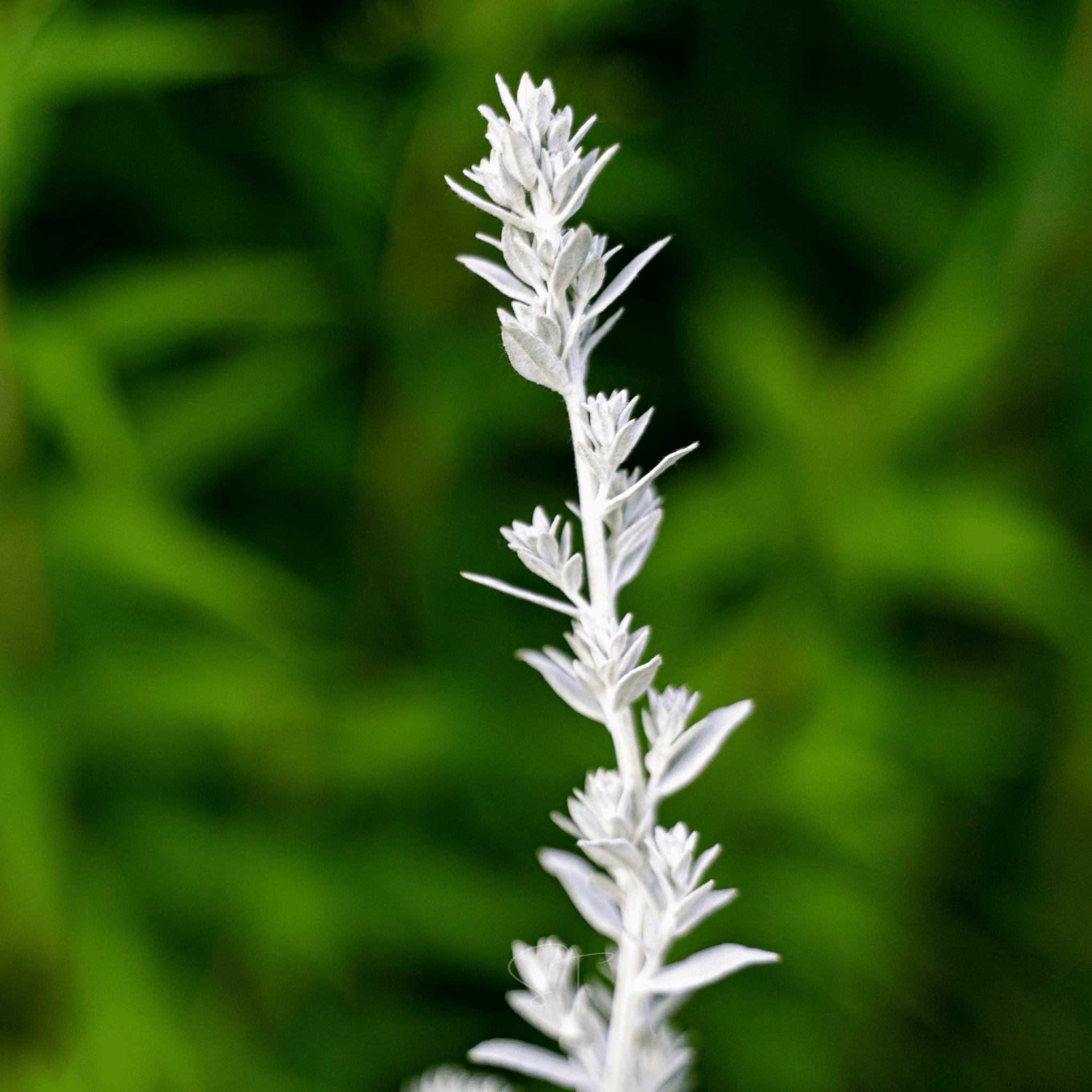 Prairie Sage – 100 Seeds