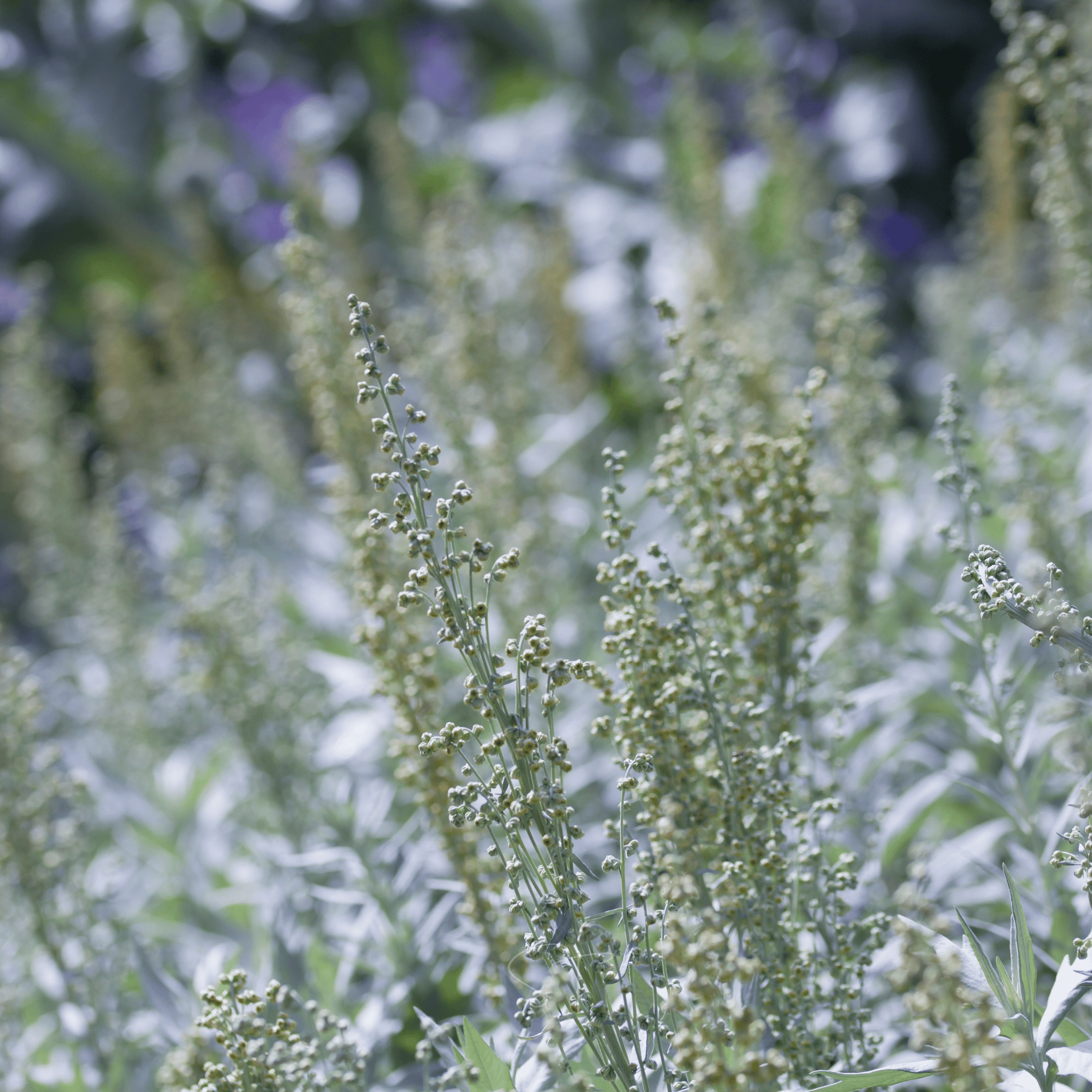 Prairie Sage – 100 Seeds