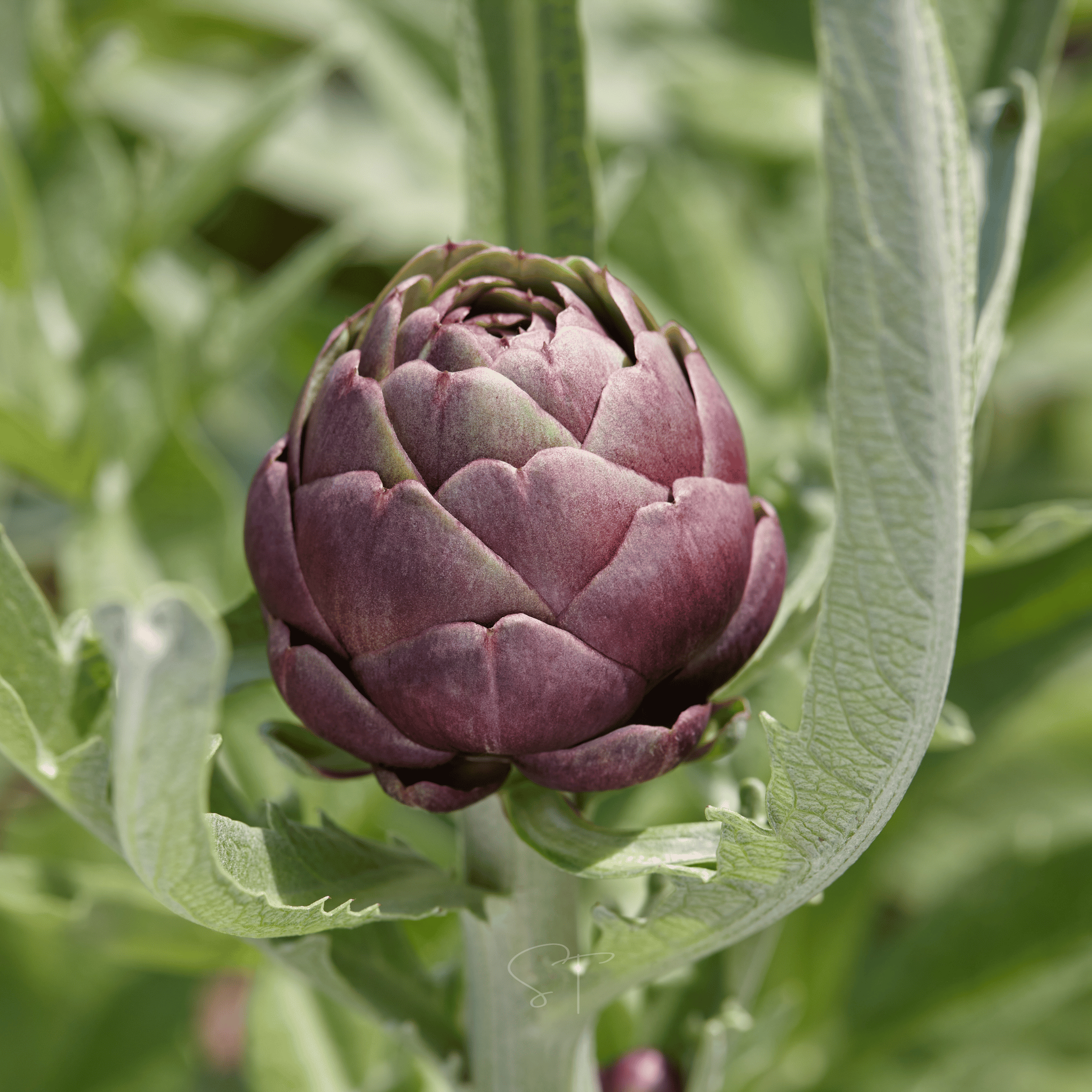 Purple Romagna Artichoke – 25 Seeds