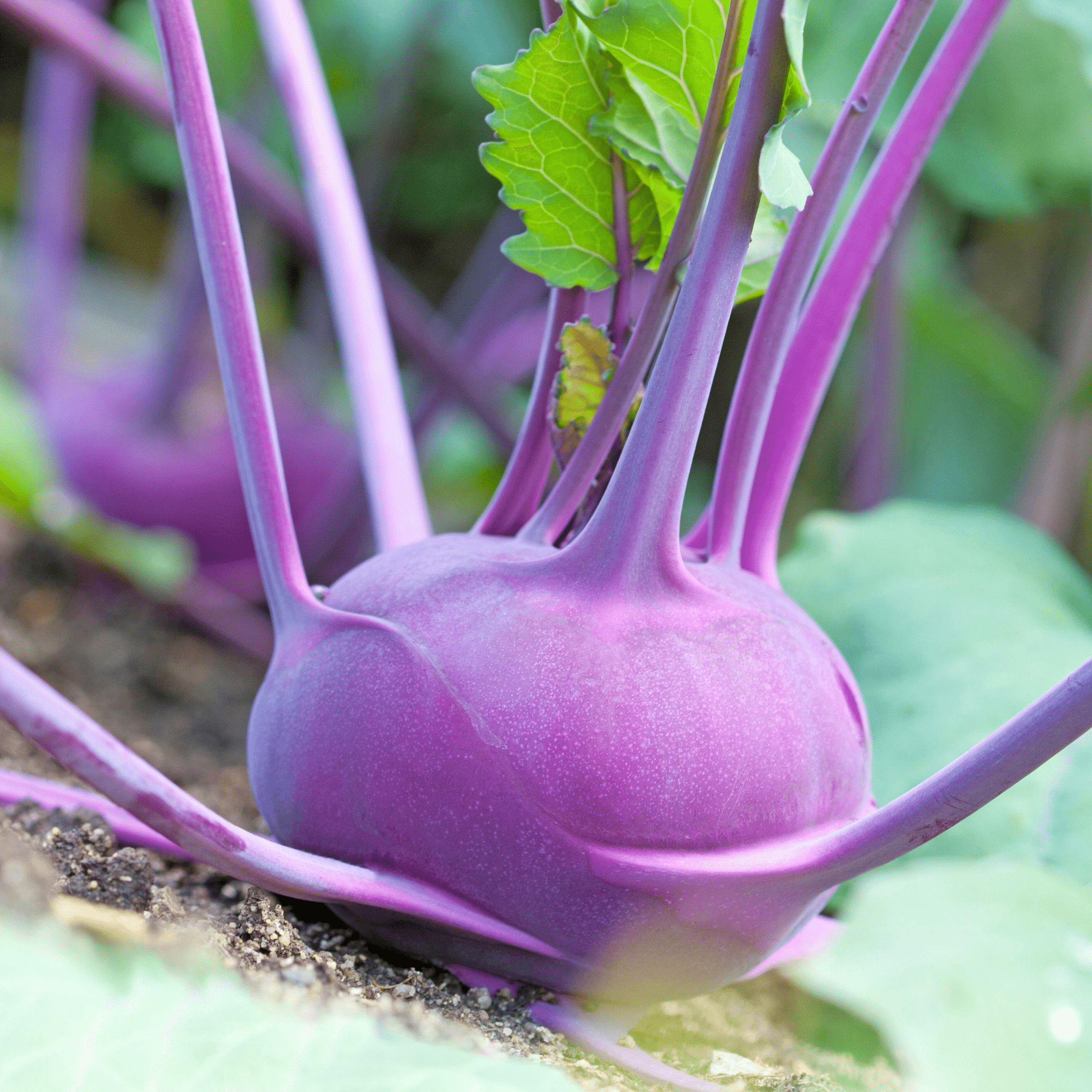 Purple Vienna Kohlrabi – 100 Seeds