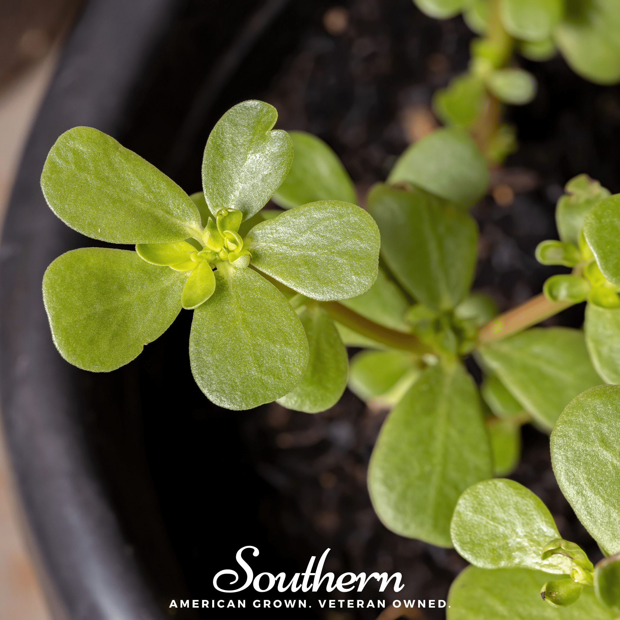 Purslane – 100 Seeds
