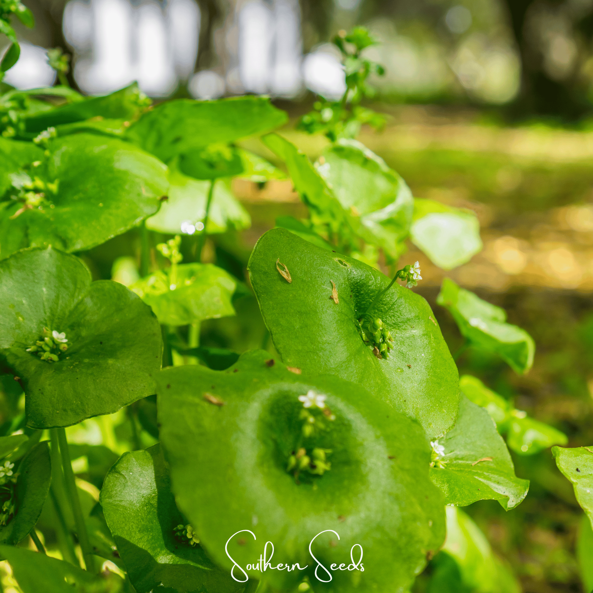 Winter Purslane, Miner’s Lettuce – 100 Seeds