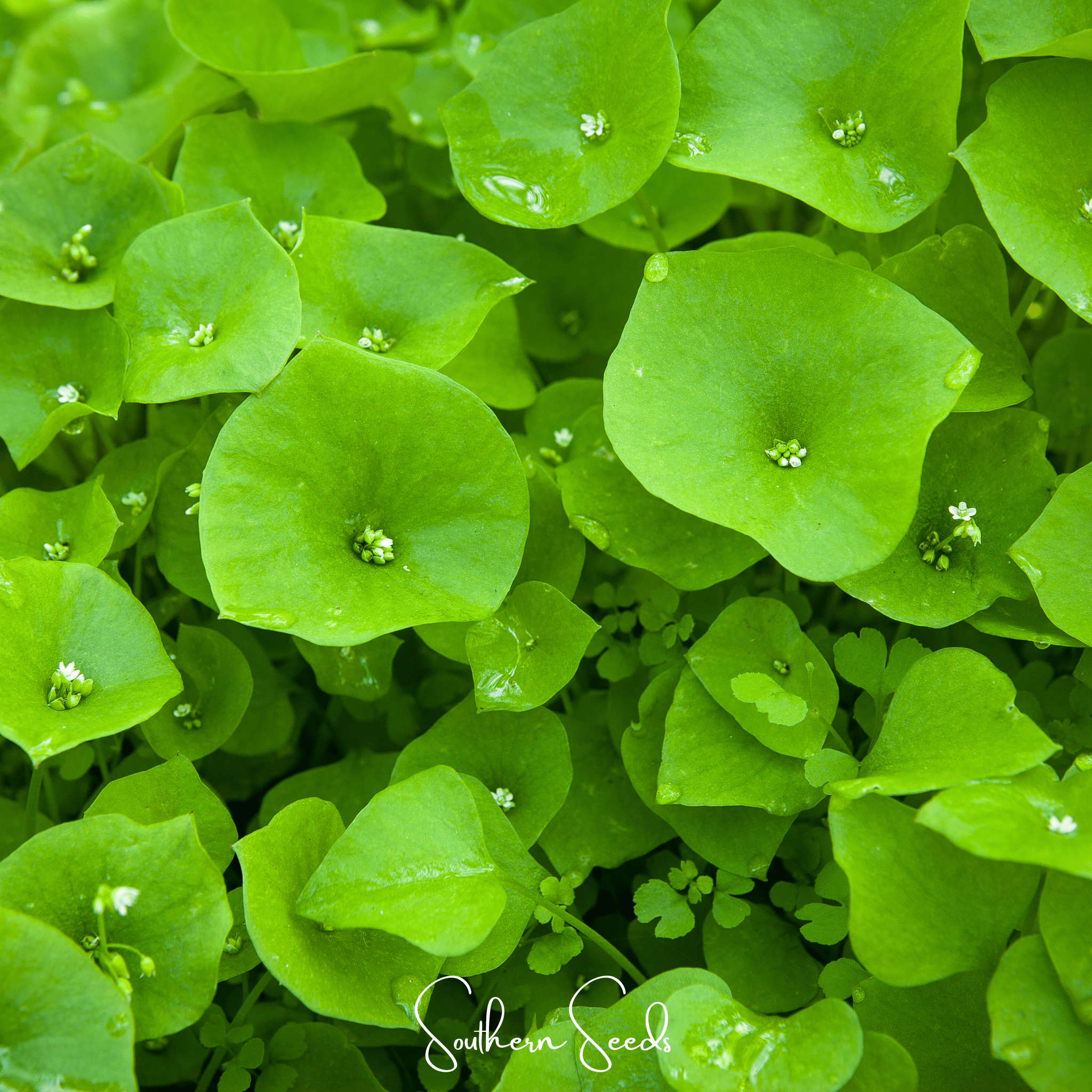 Winter Purslane, Miner’s Lettuce – 100 Seeds