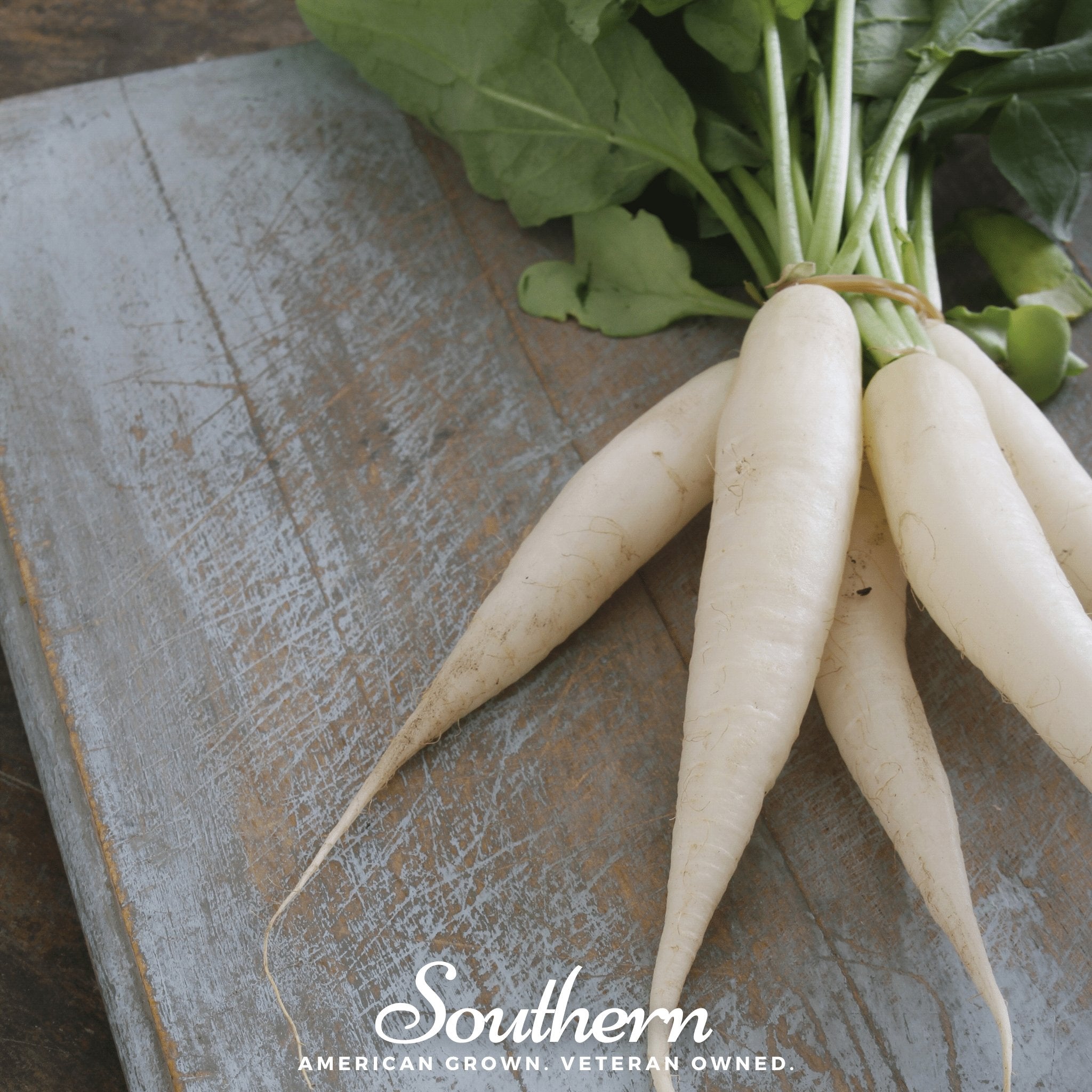 White Icicle Radish – 100 Seeds