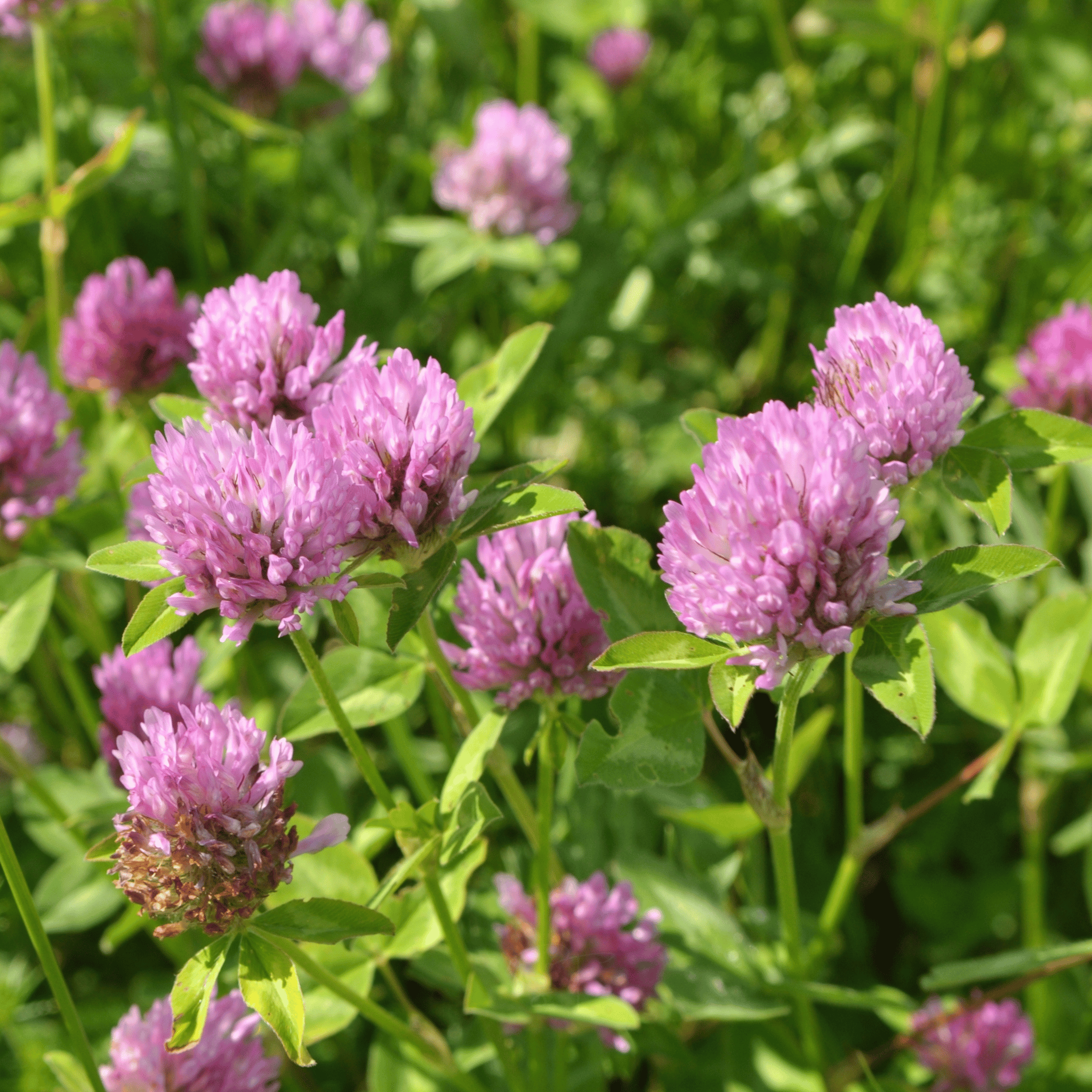Red Clover – 200 Seeds